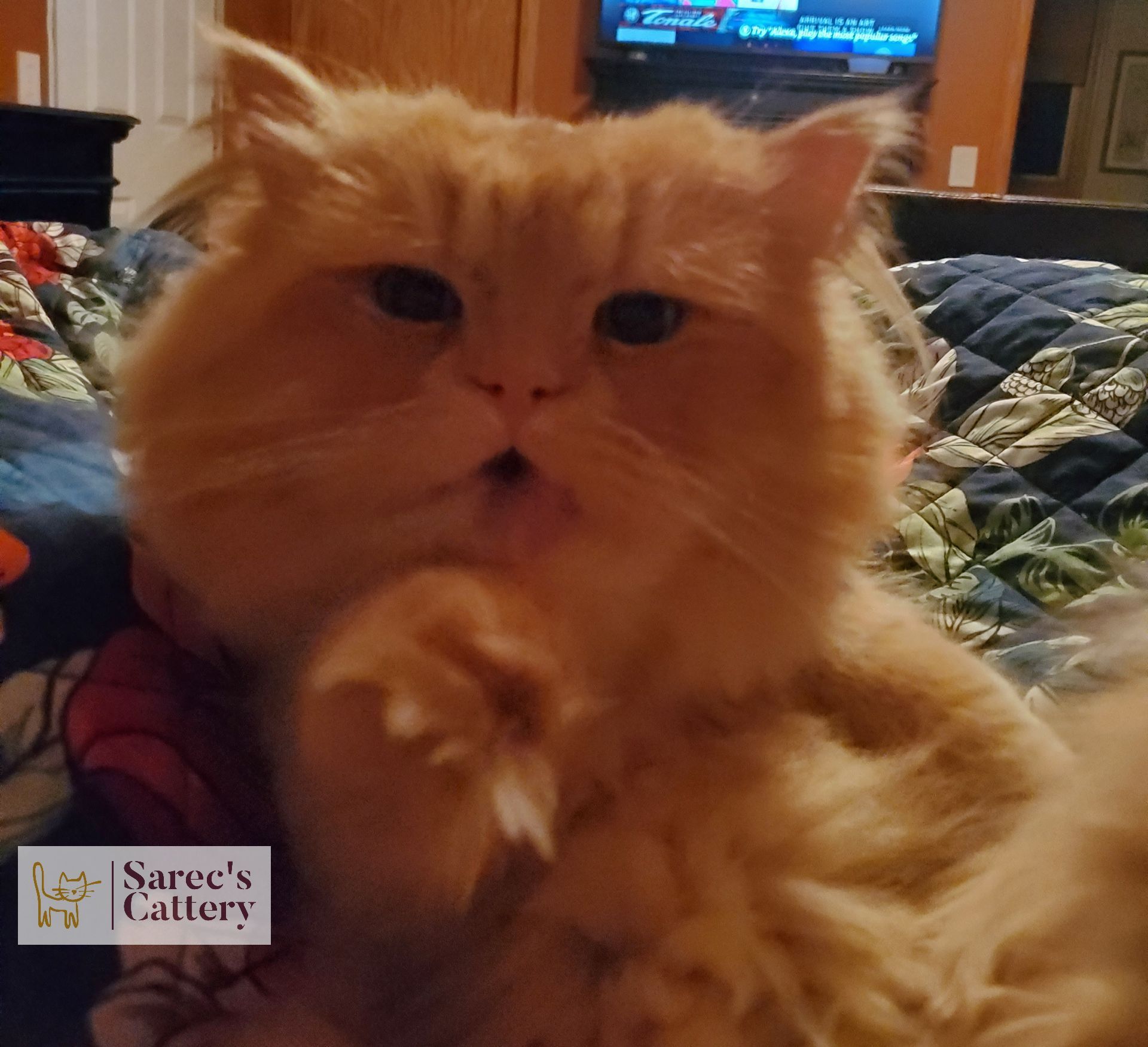 Male orange red Persian blowing a kiss