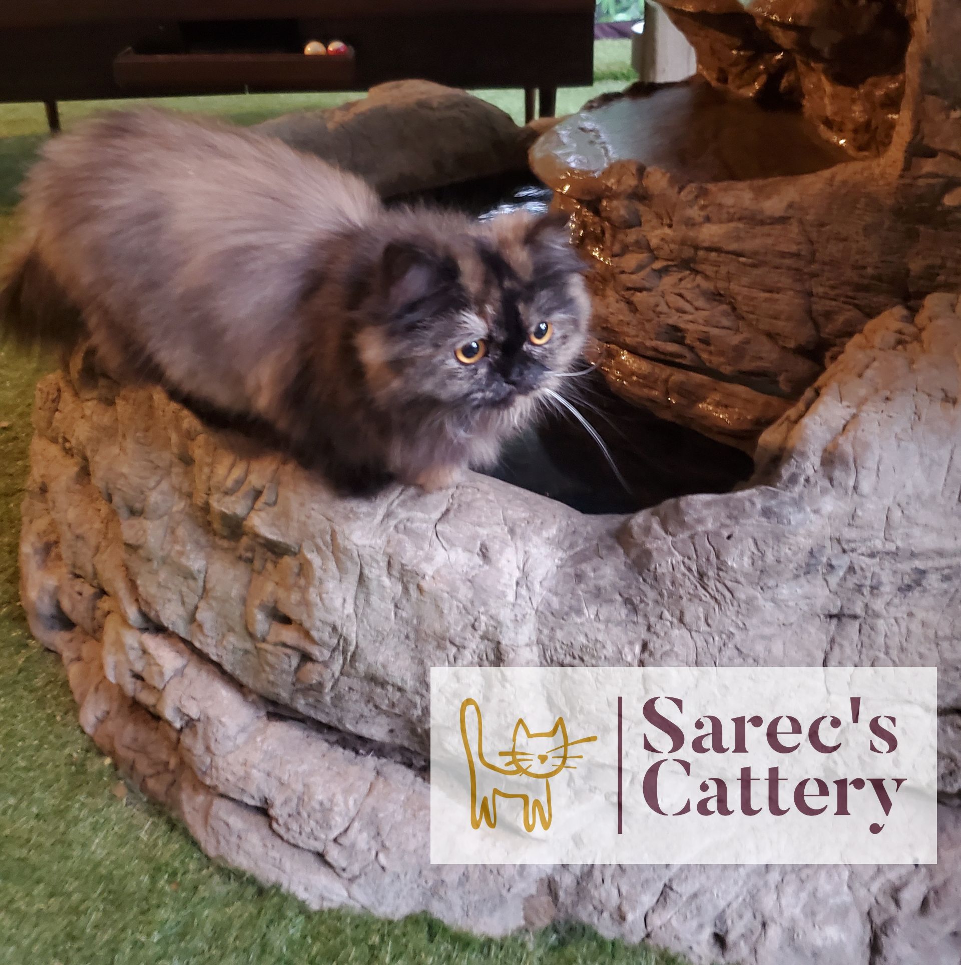 Tortie female Queen Minuet on a water fountain