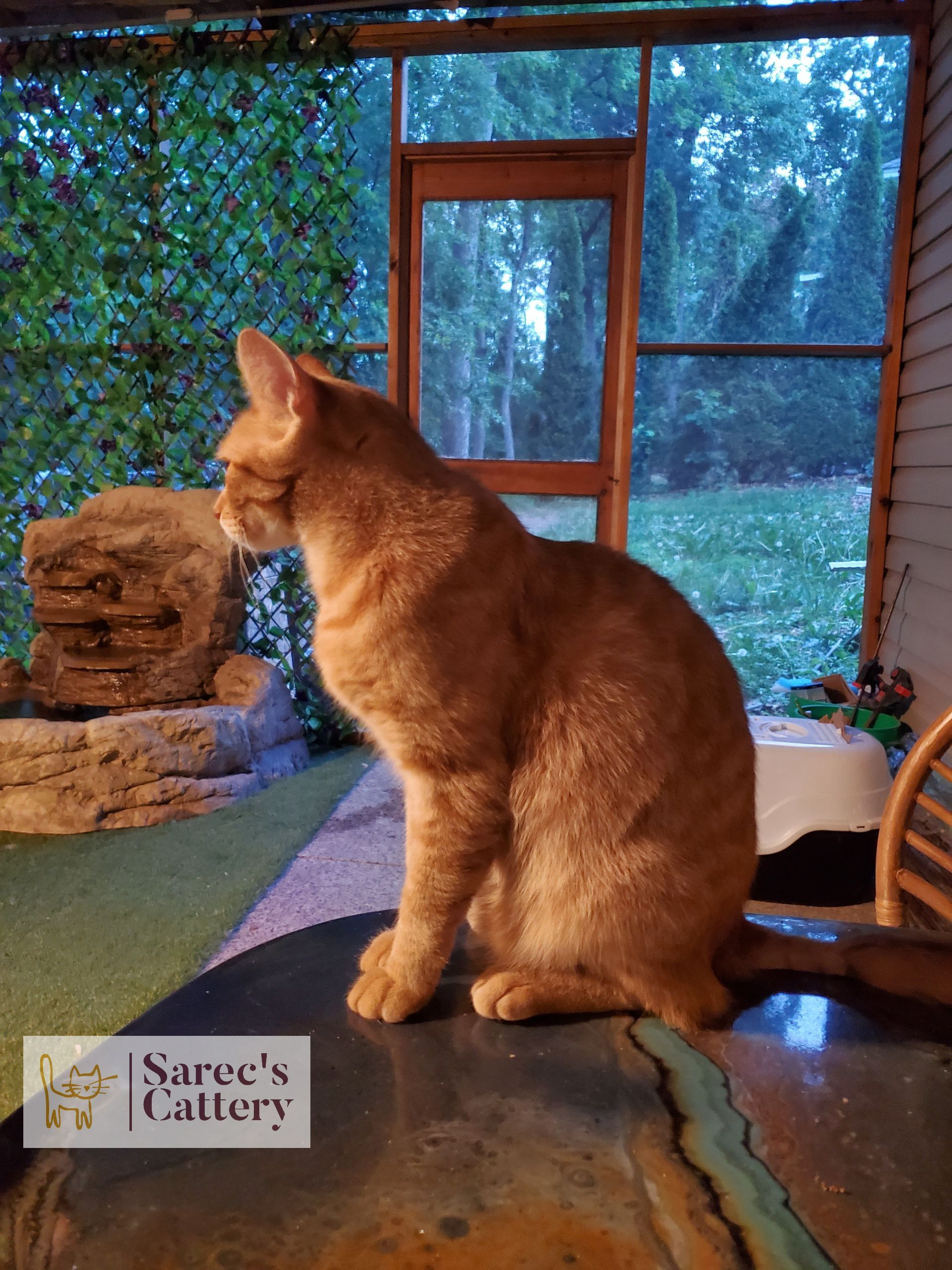 Adult orange male tabby sitting on a table