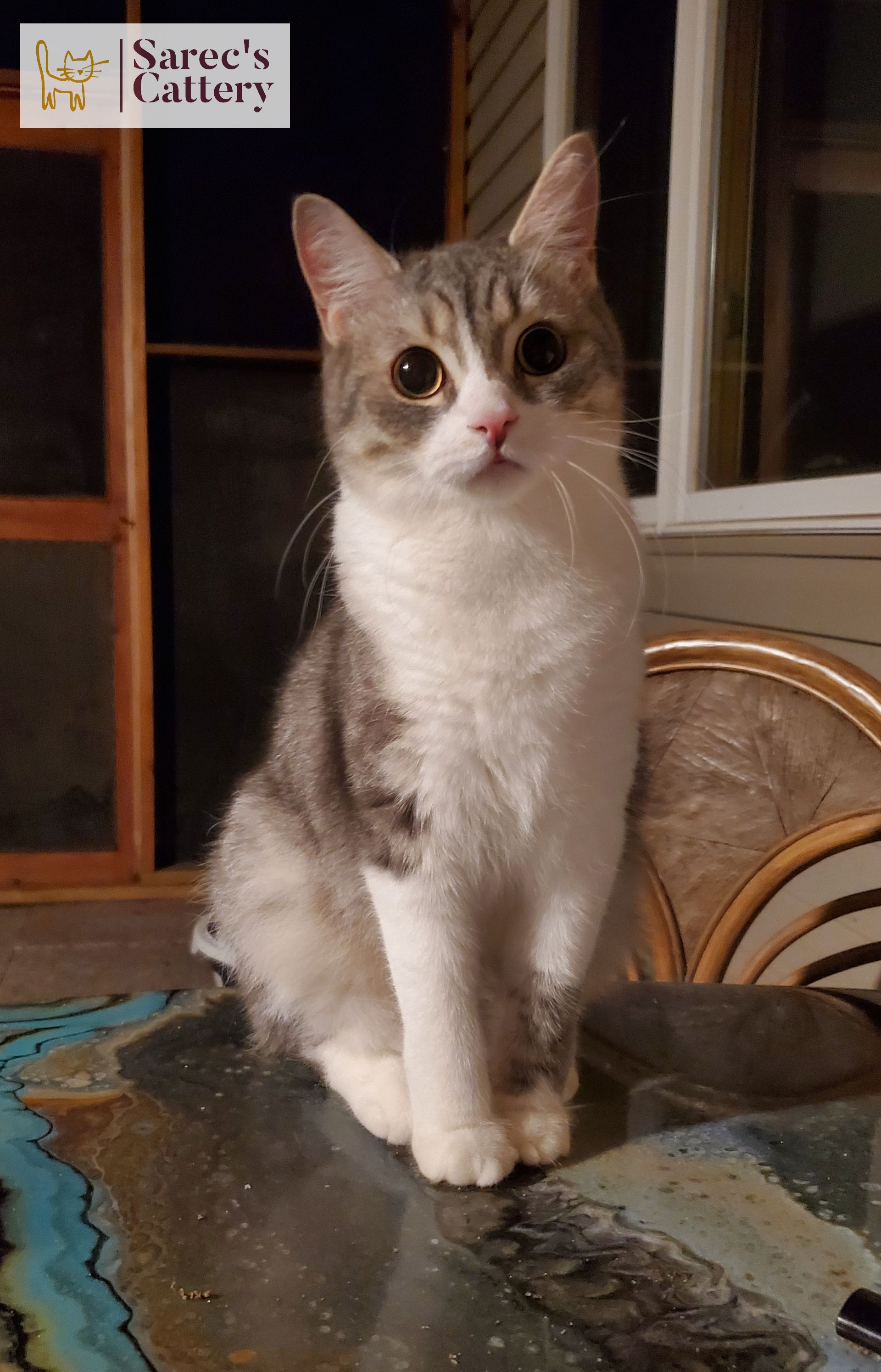 Male cat in a catio posing for the camera