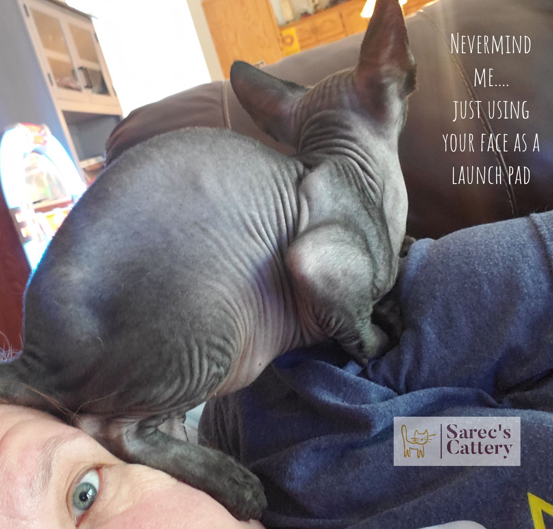 Sphynx kitten on owners face