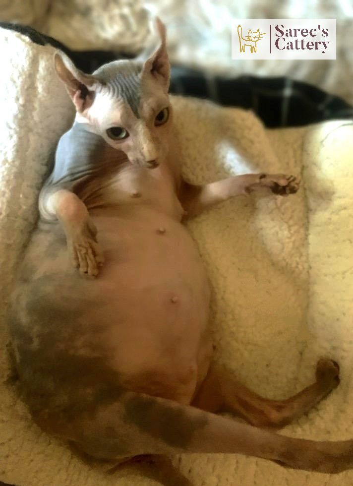 Large and pregnant female elf Sphynx
