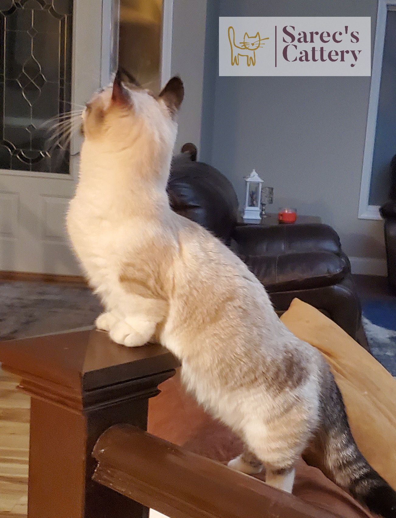 Kinkalow munchkin female queen up high