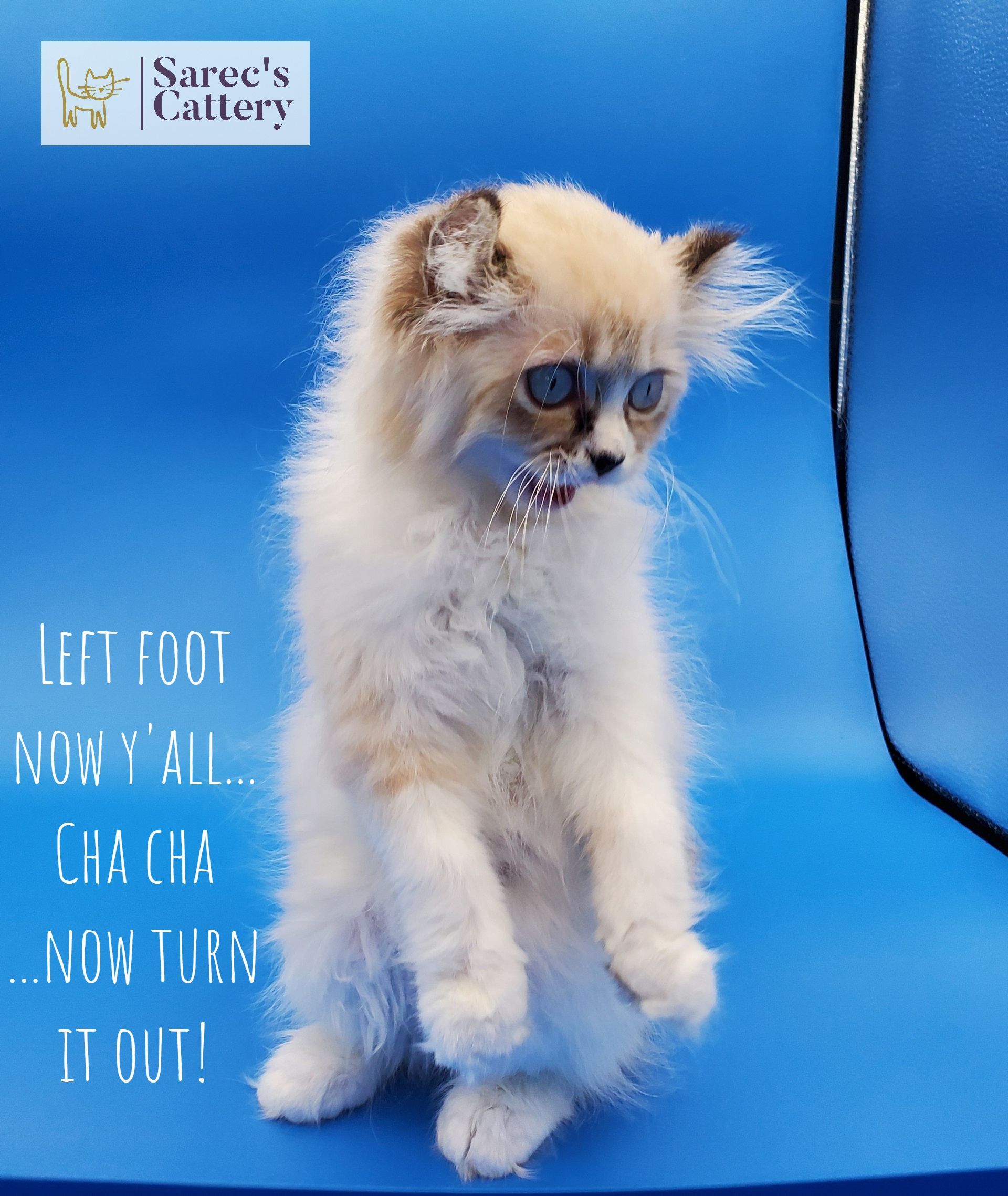 Shocked kinkalow non-standard munchkin cat