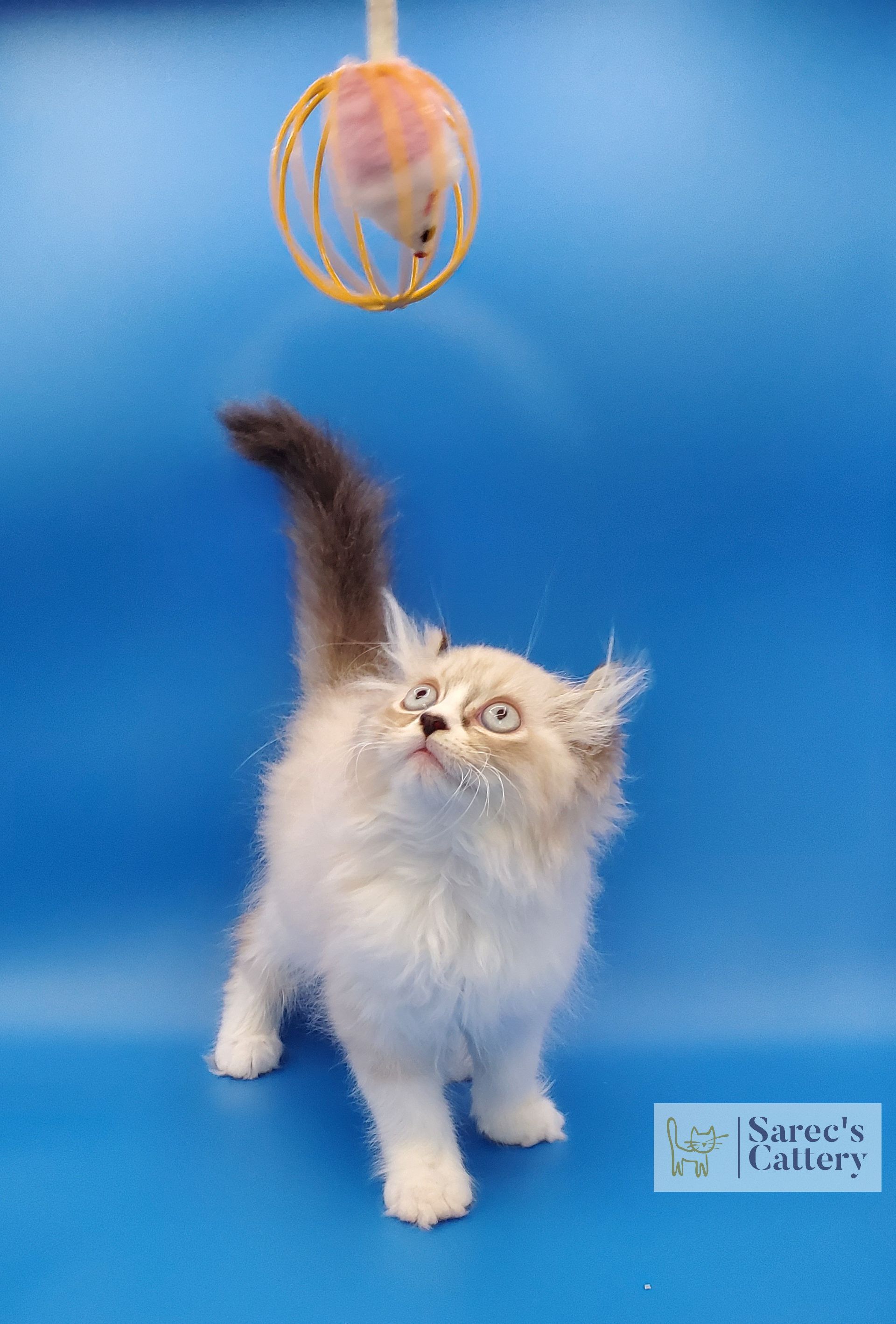 male pointed kinkalow munchkin looking at a toy