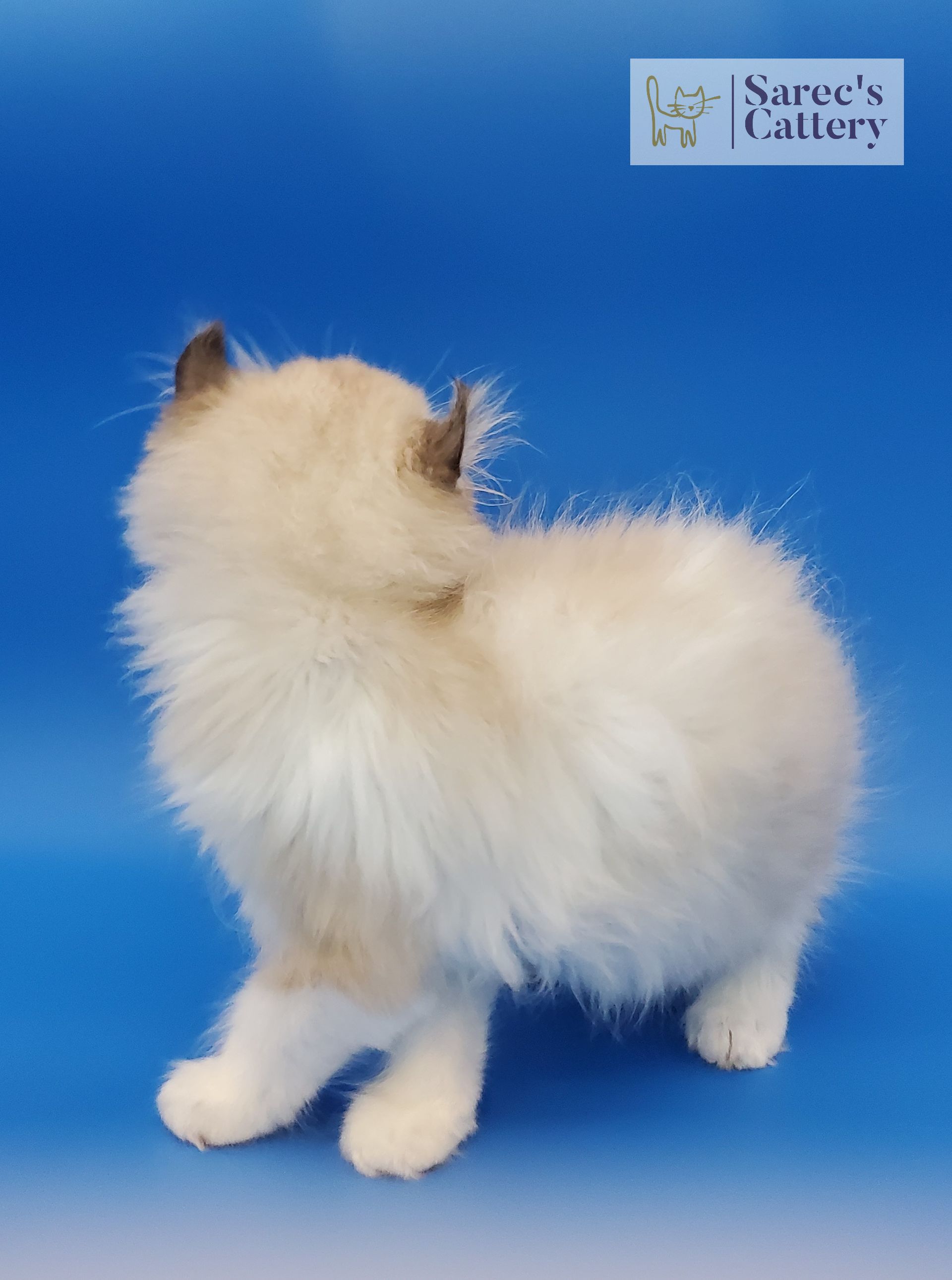 male pointed kinkalow munchkin staring back