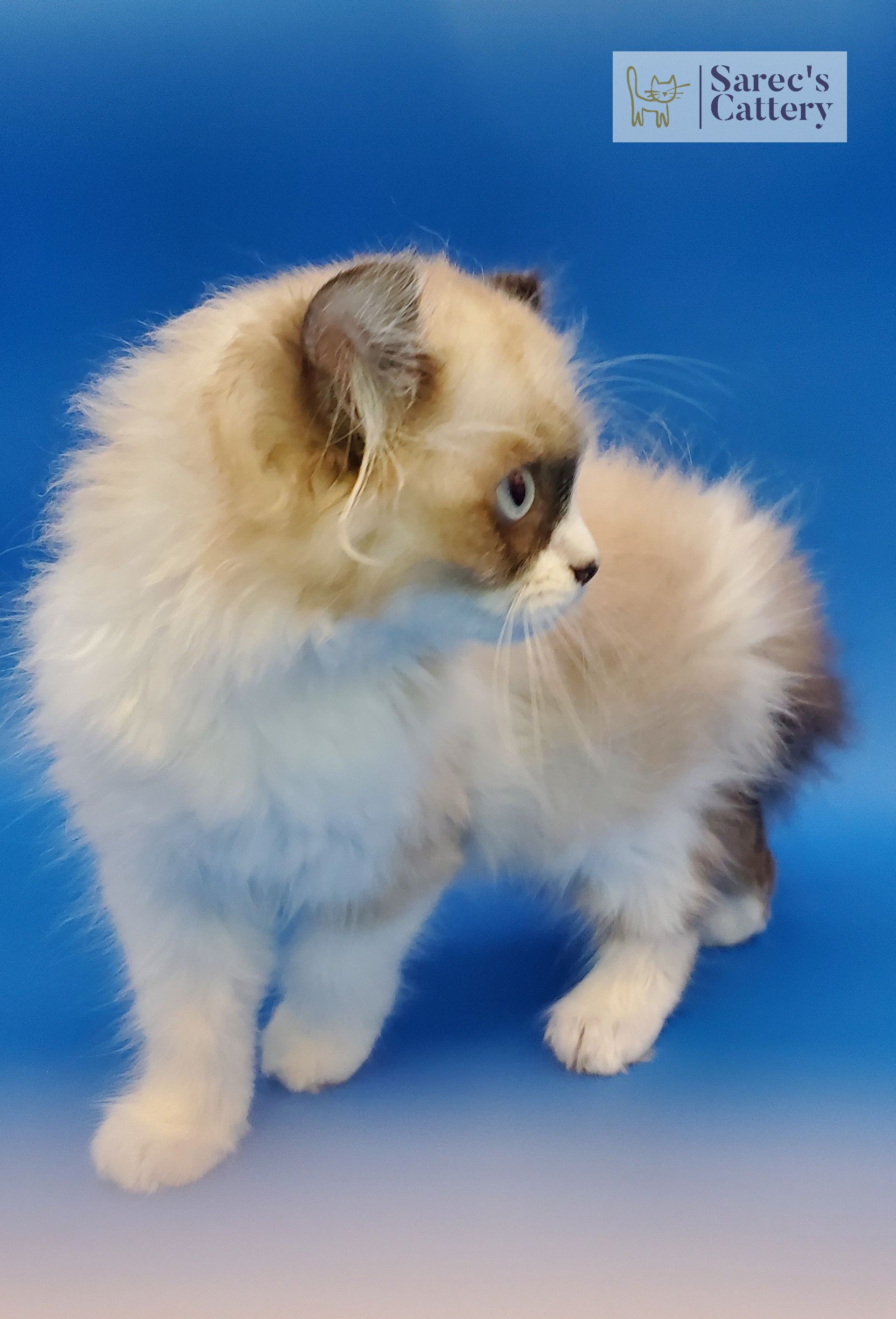 pointed male kinkalow kitten with blue eyes standing