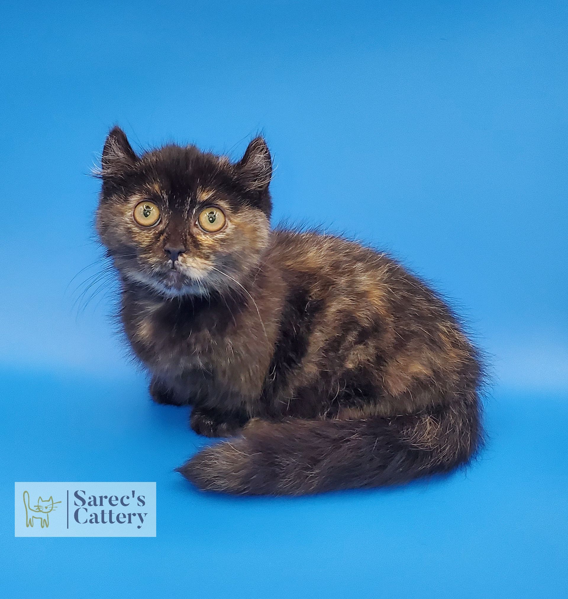 sitting tortie kinkalow munchkin