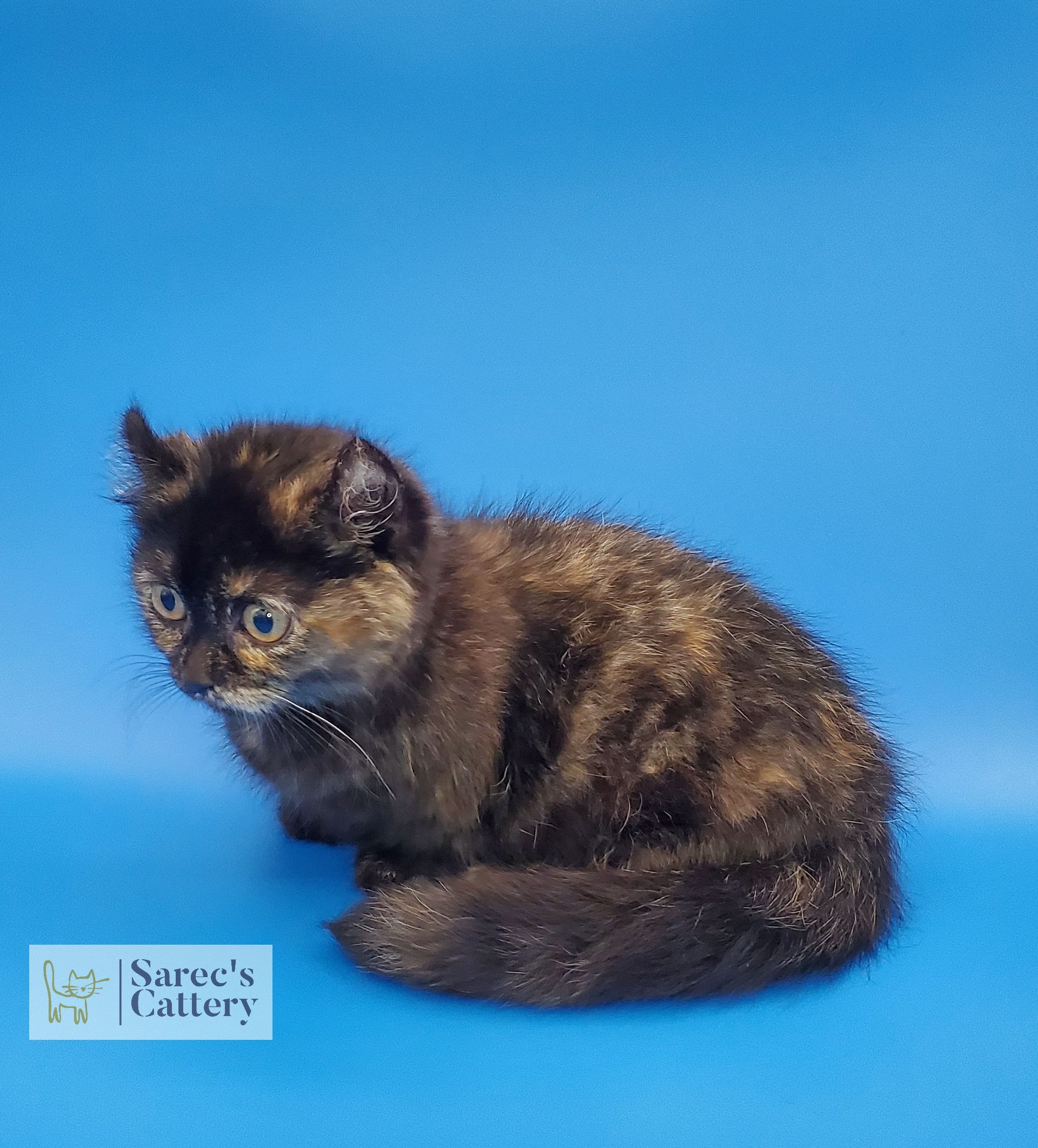 laying down tortie kinkalow munchkin