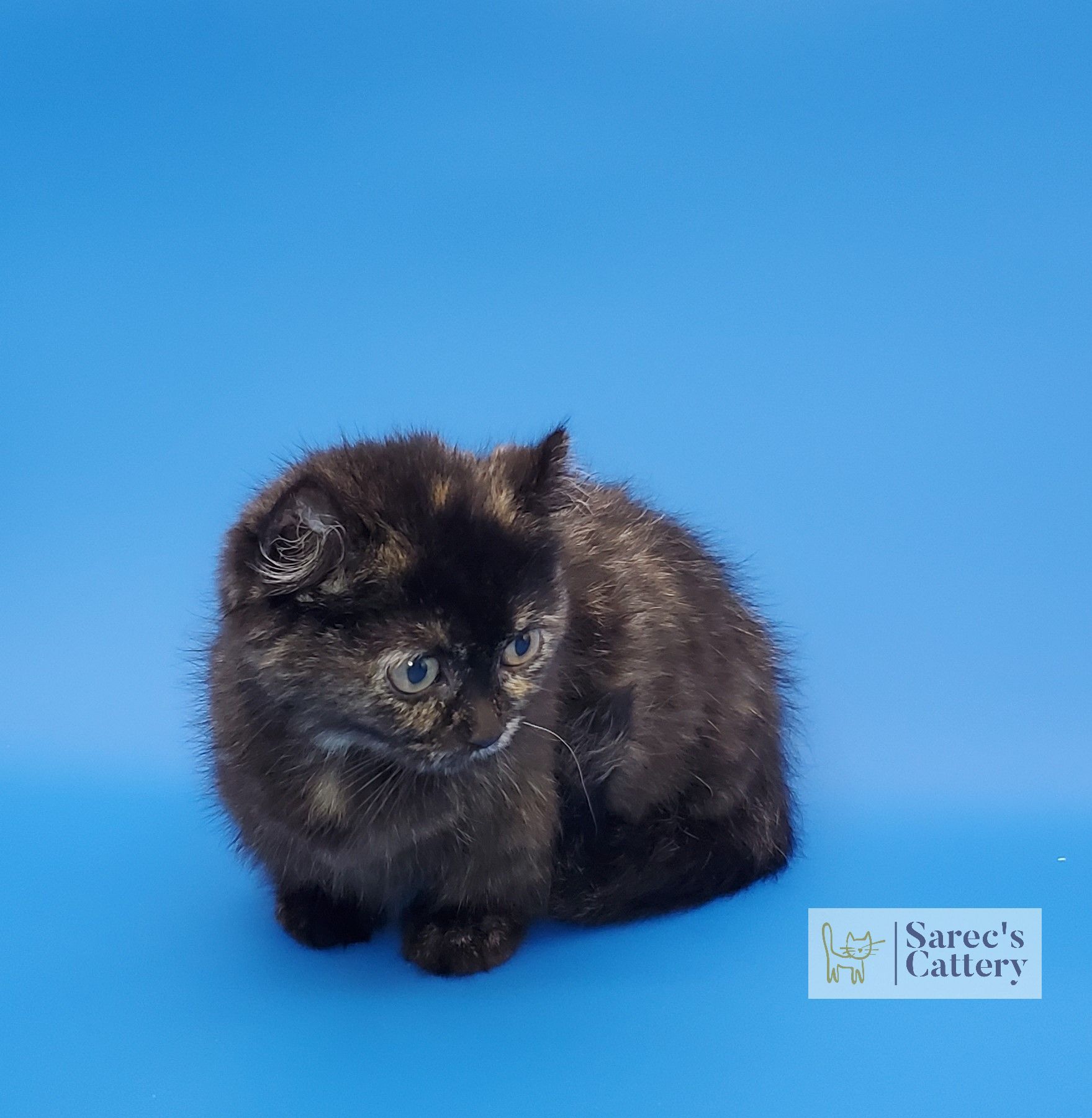 laying and looking down tortie kinkalow munchkin