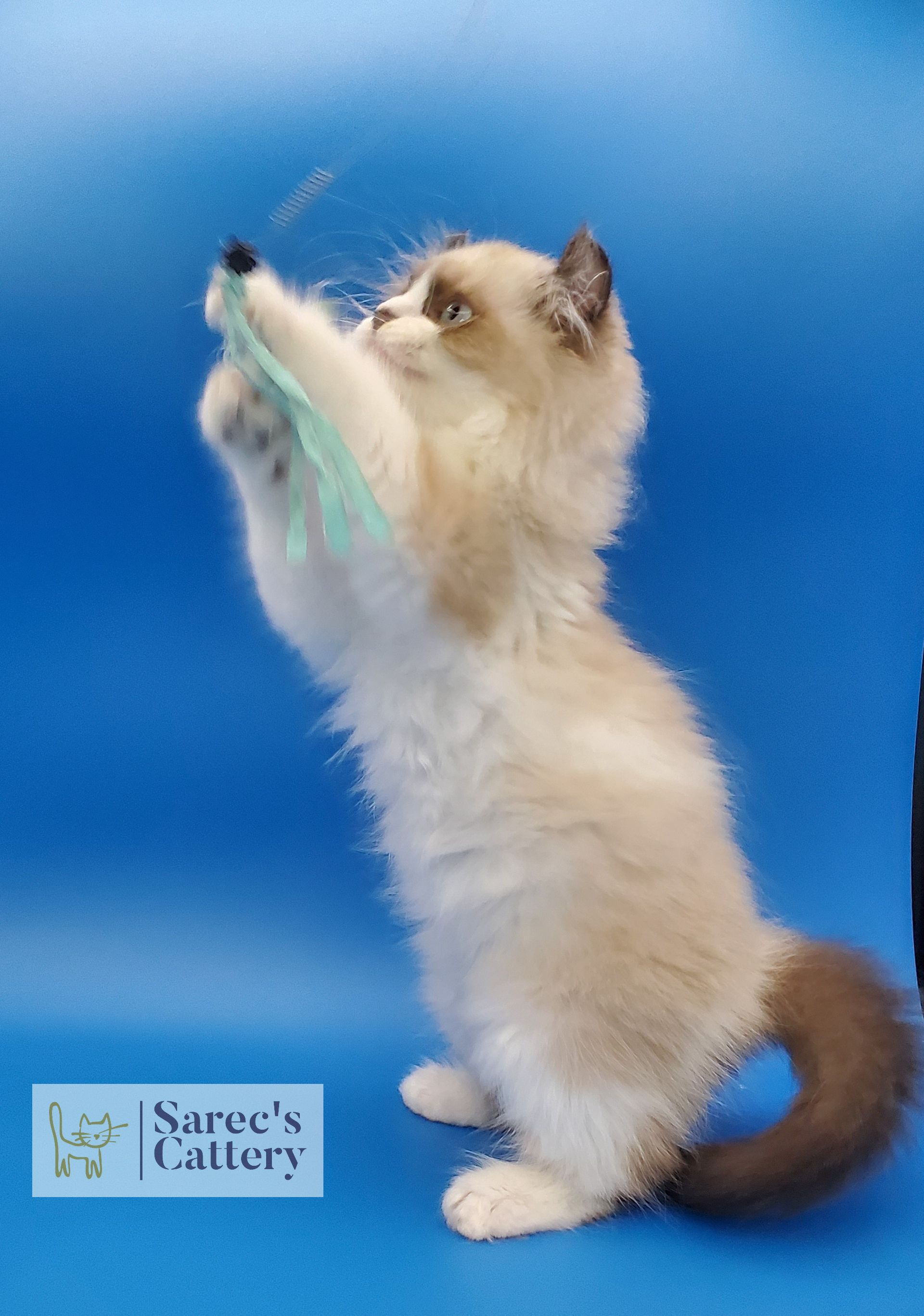 pointed male kinkalow kitten with blue eyes jumping  kigh