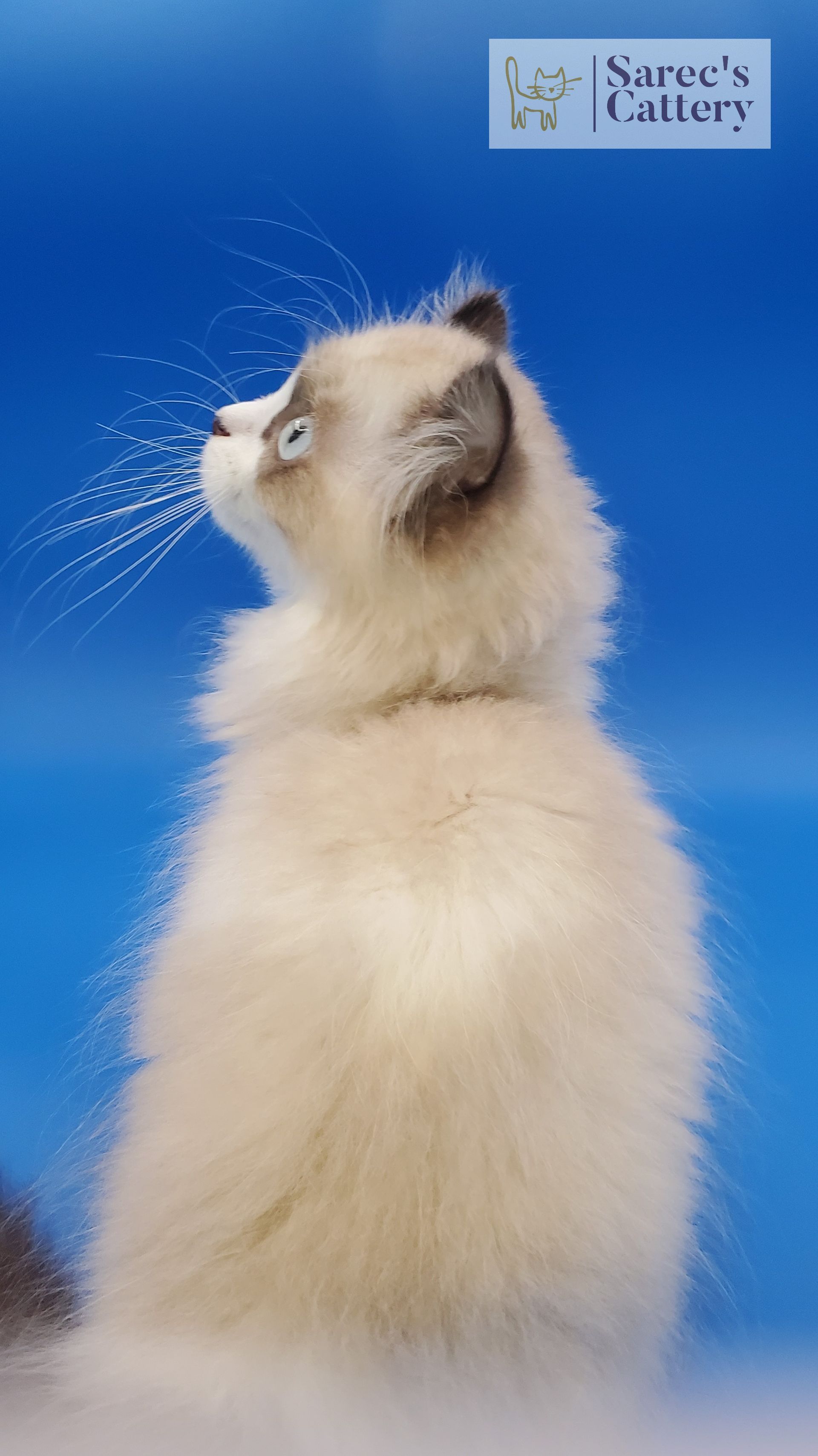 pointed male kinkalow kitten with blue eyes sitting and looking back