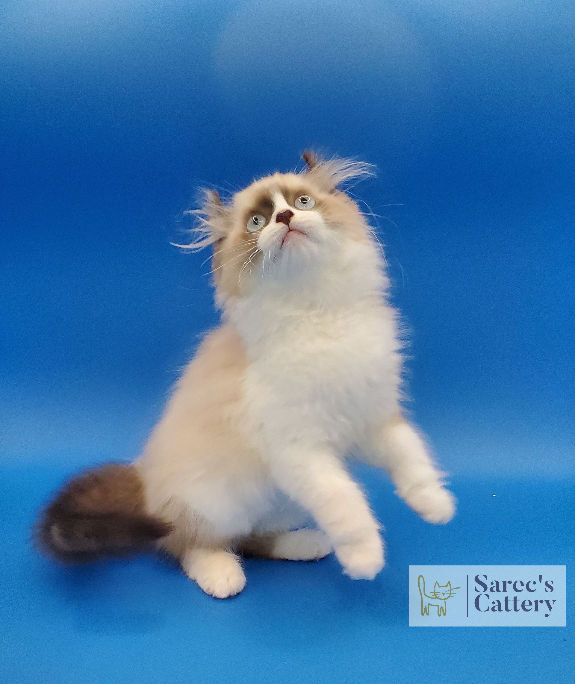 pointed male kinkalow kitten with blue eyes jumping low