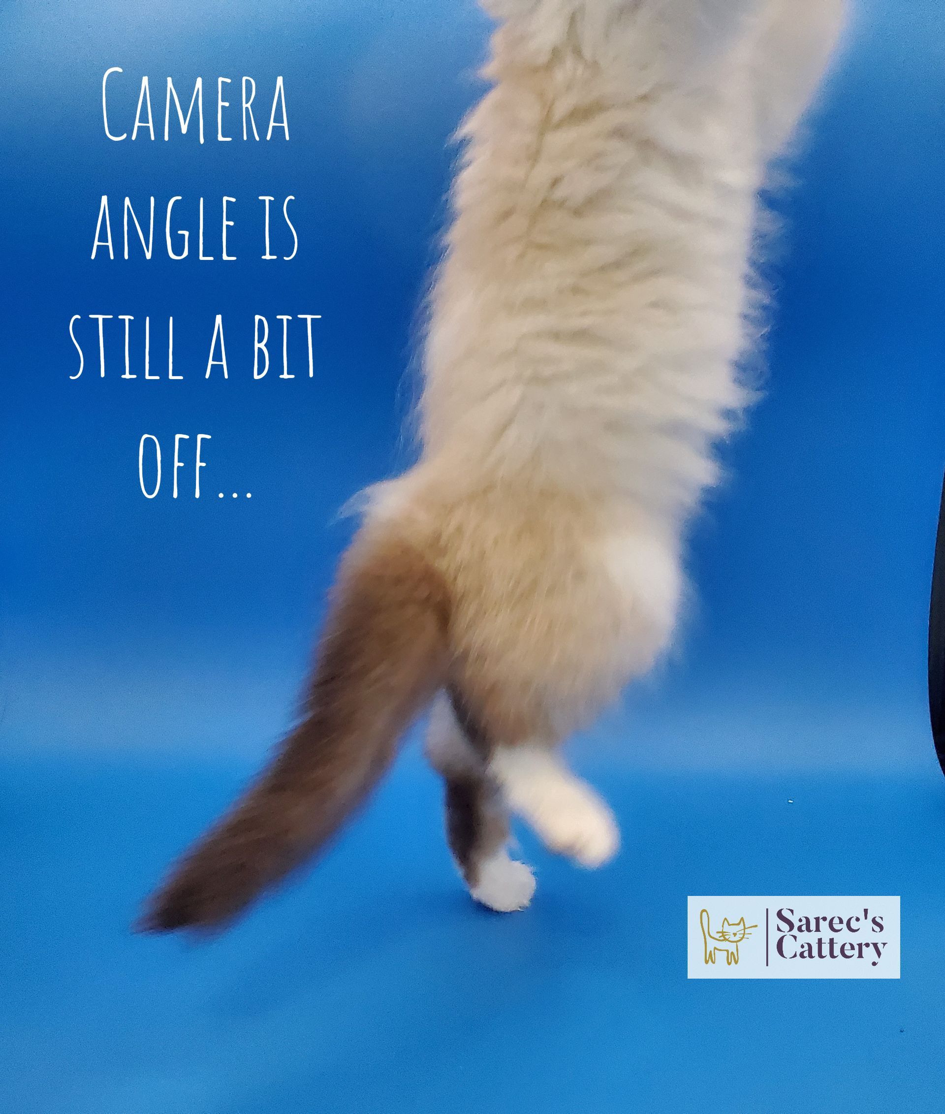 Missed the whole jump