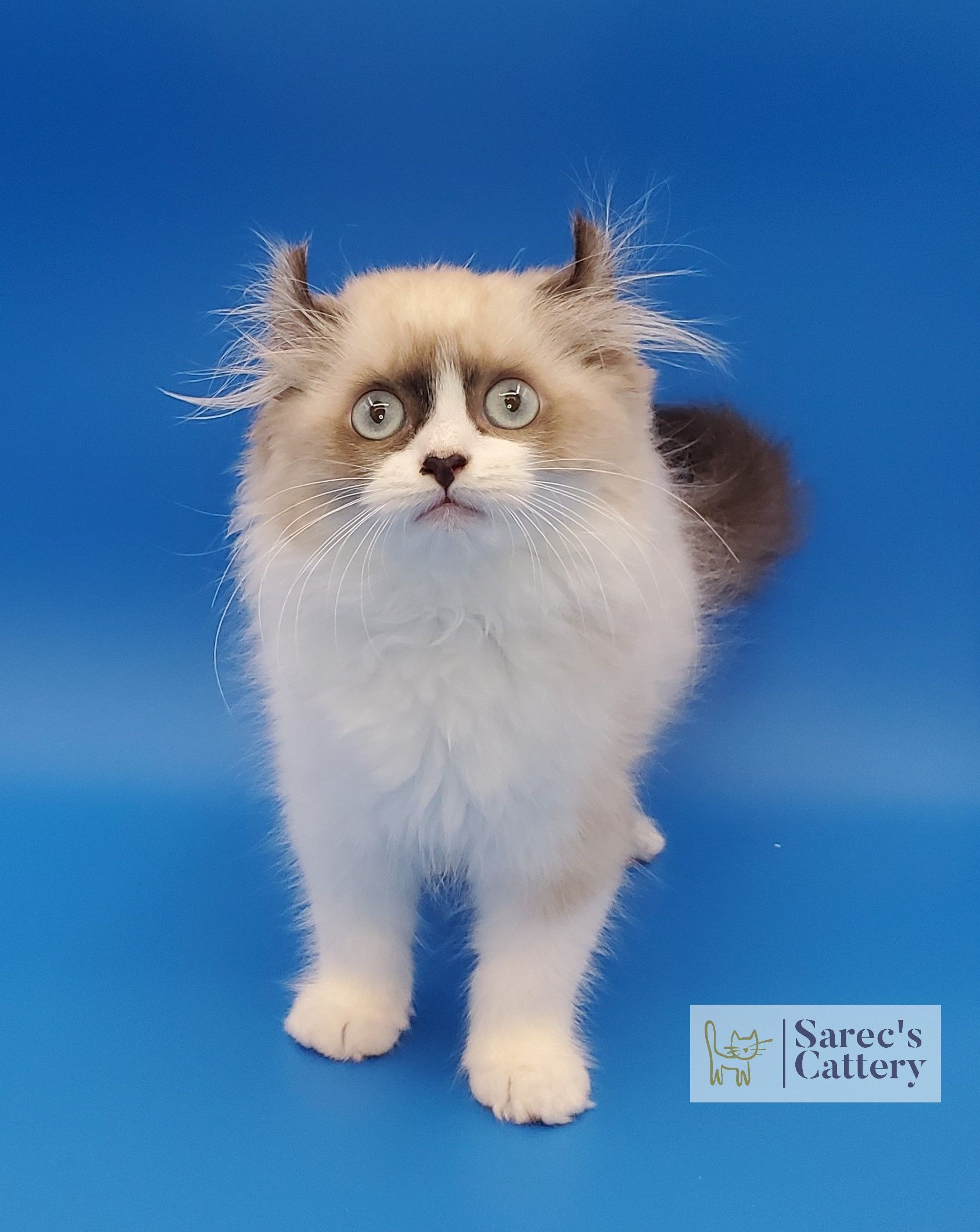 pointed male kinkalow kitten with blue eyes standing full body