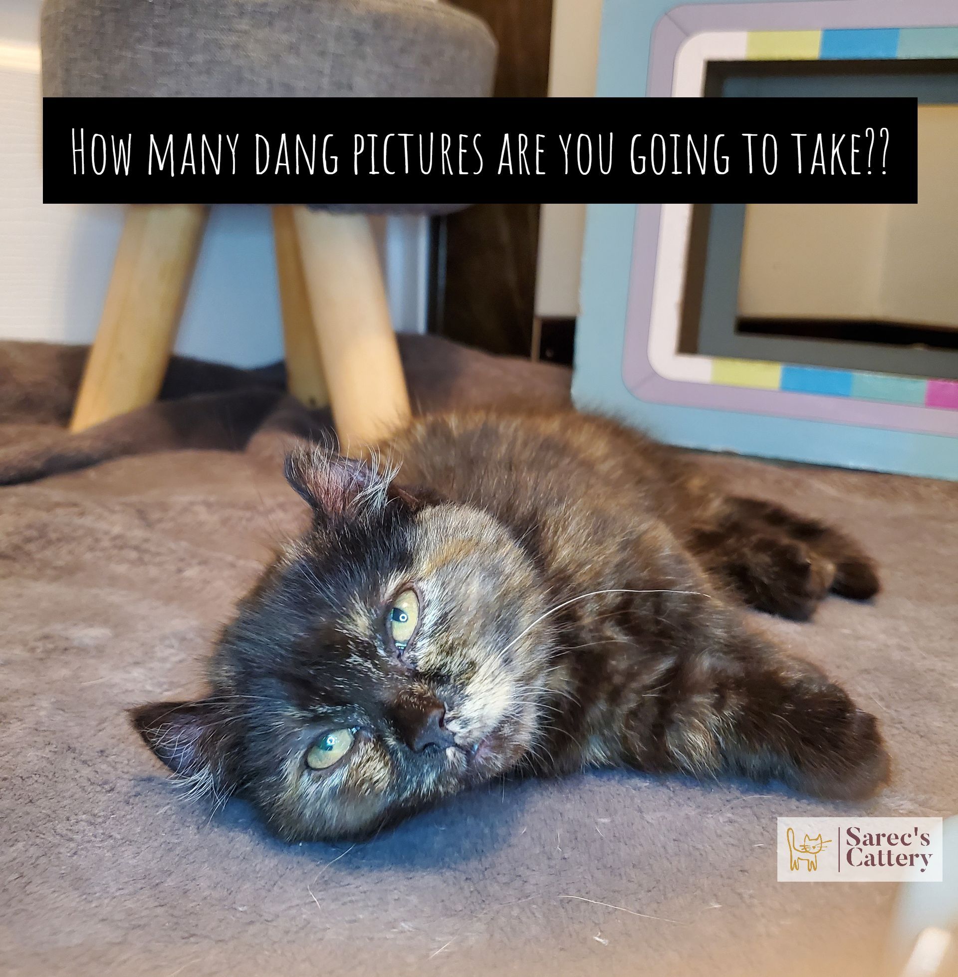 Annoyed kinkalow munchkin kitten