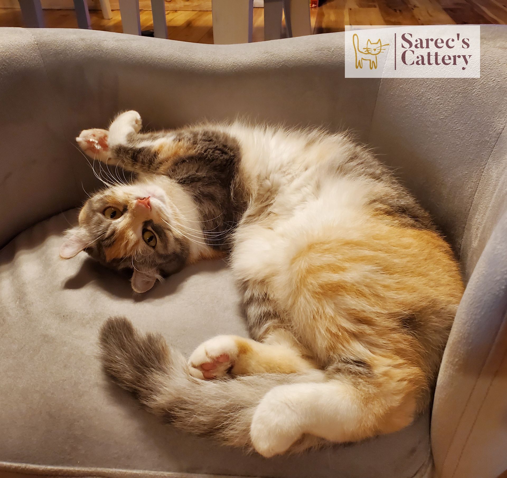 Calico cat upside down in a cat bed