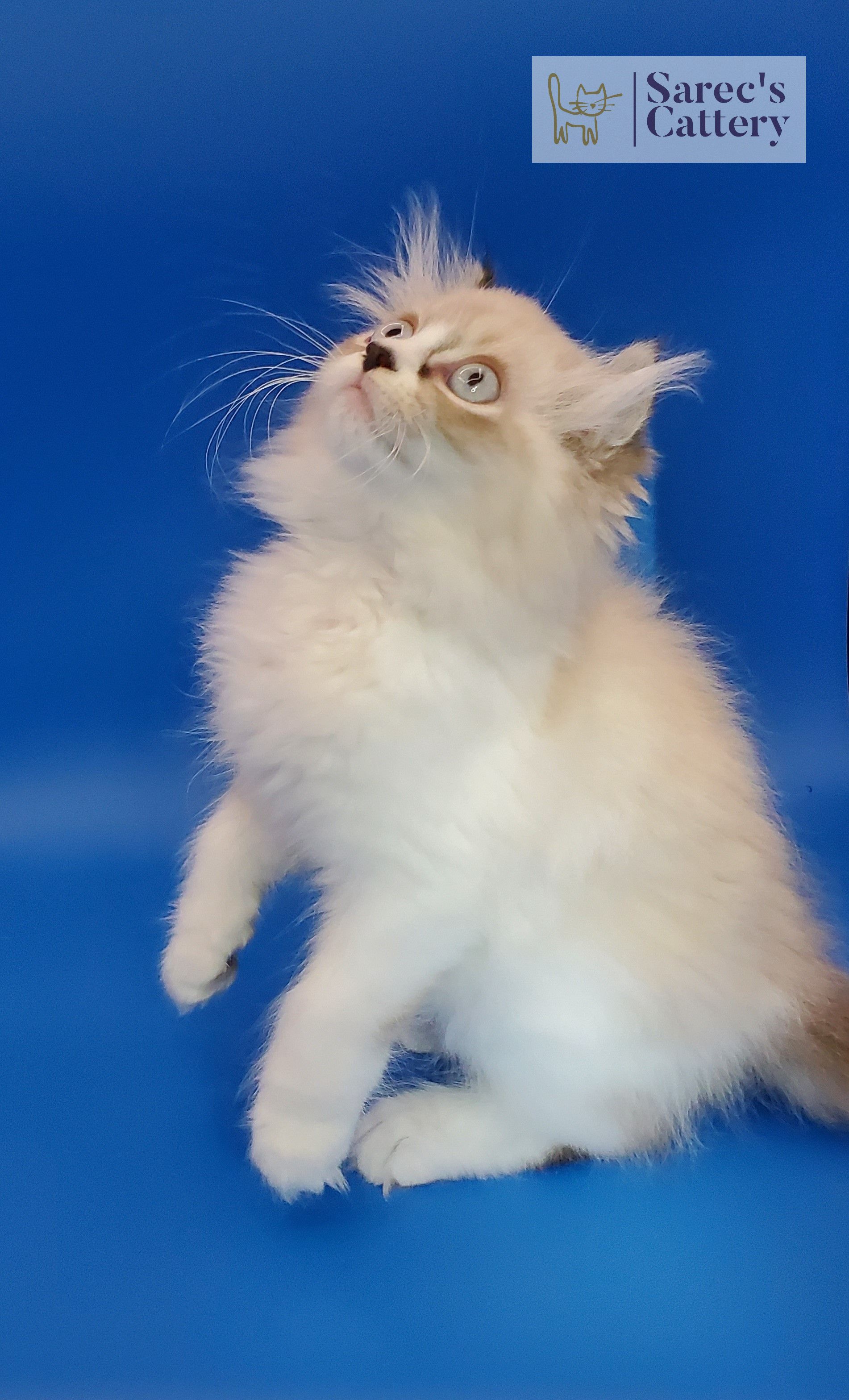 male pointed kinkalow munchkin front legs us