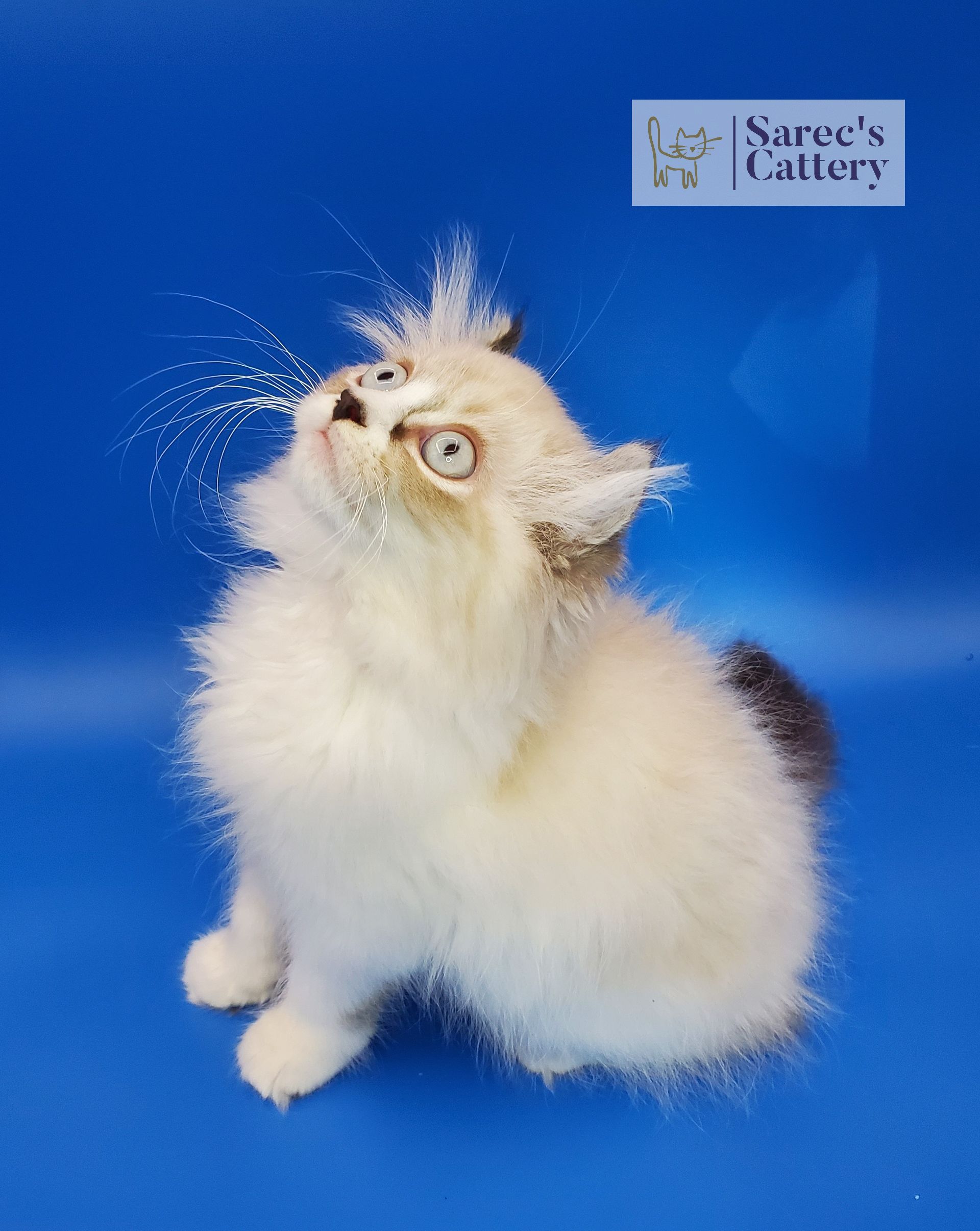 male pointed kinkalow munchkin sitting looking up