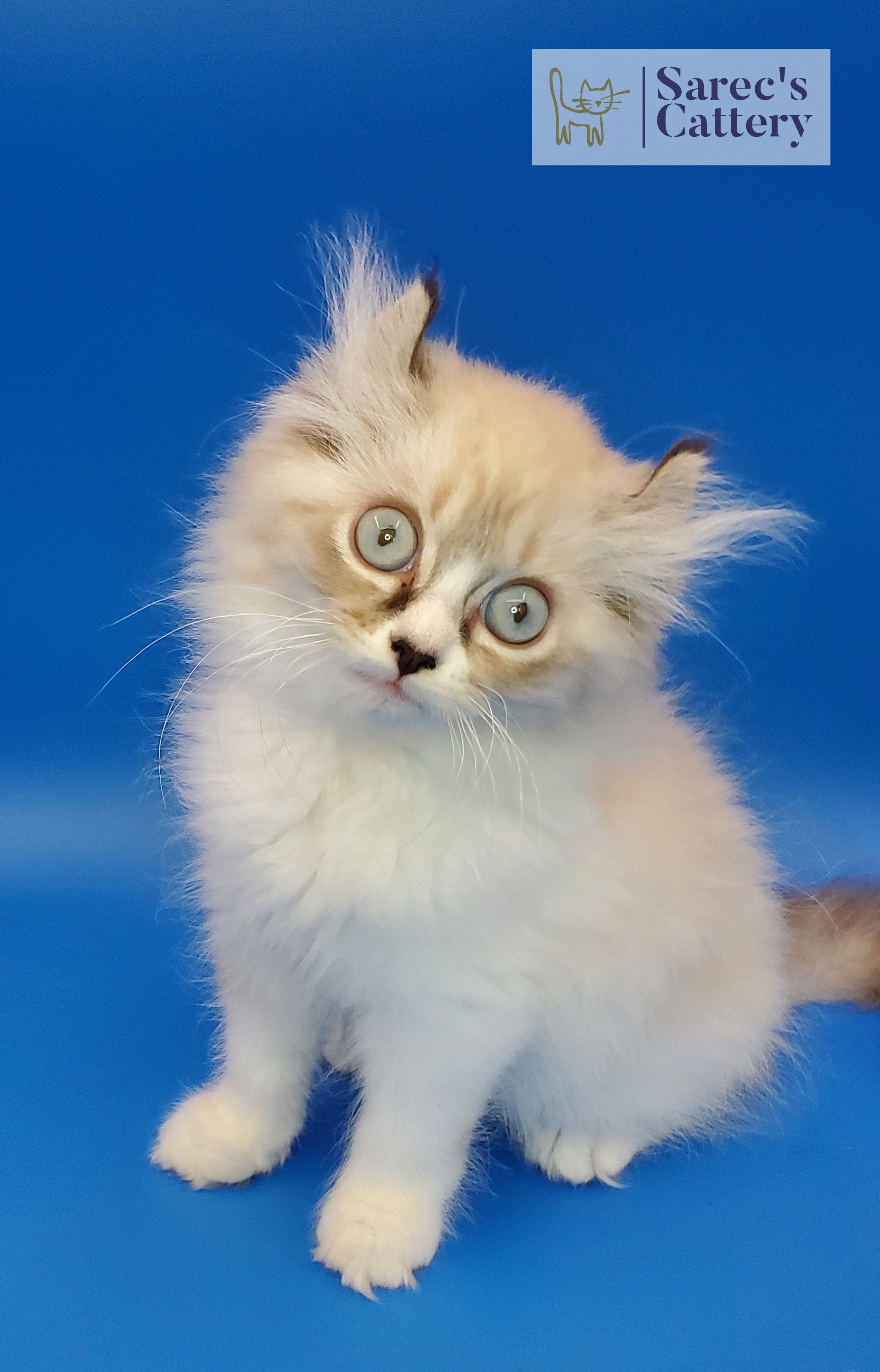 male pointed kinkalow munchkin sitting looking at camera