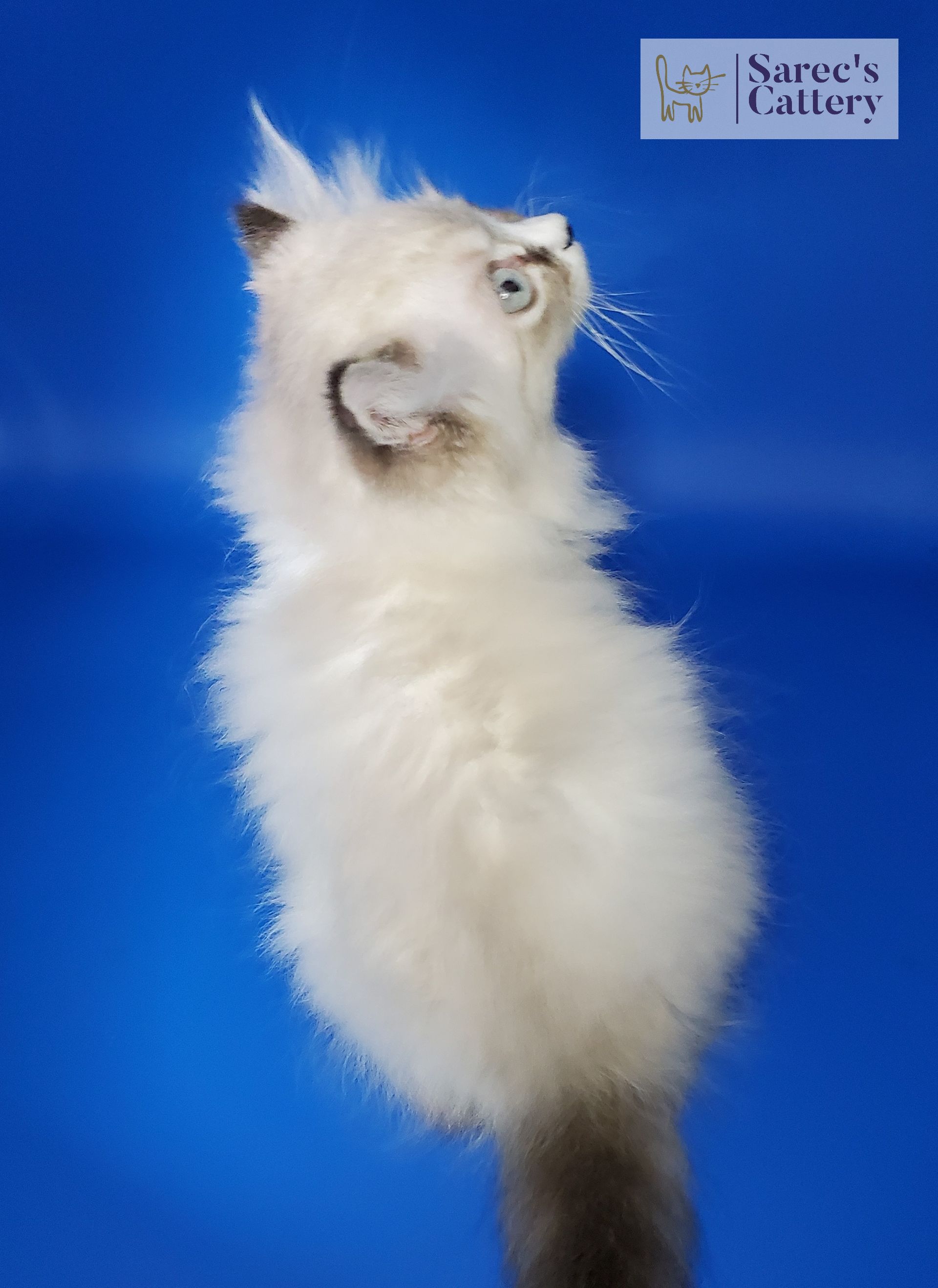 male pointed kinkalow munchkin sitting