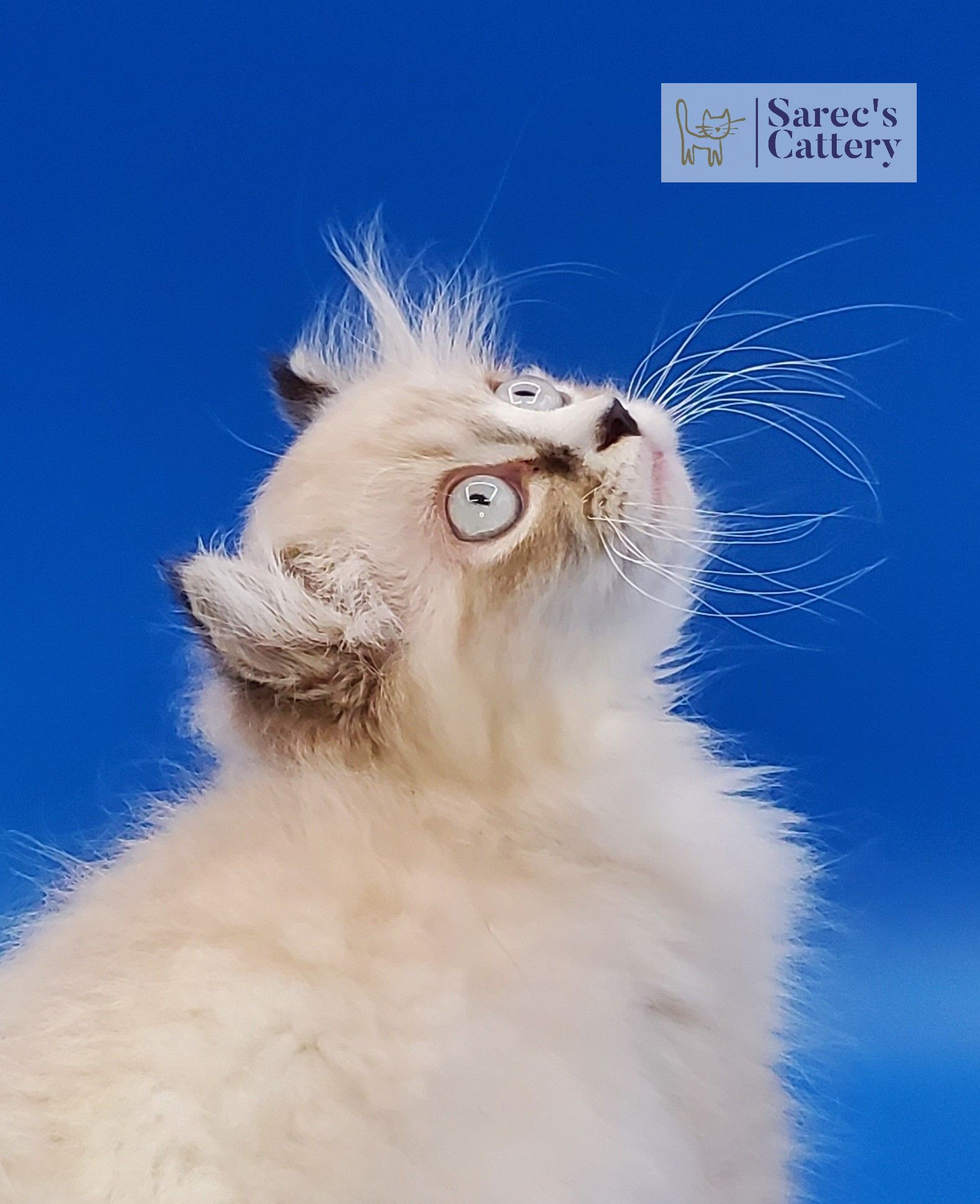 male pointed kinkalow munchkin looking up