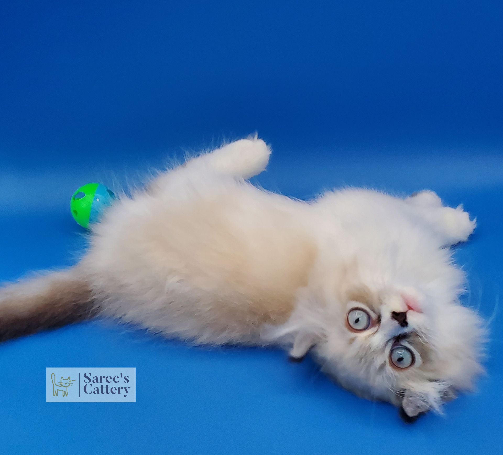 male pointed kinkalow munchkin on back