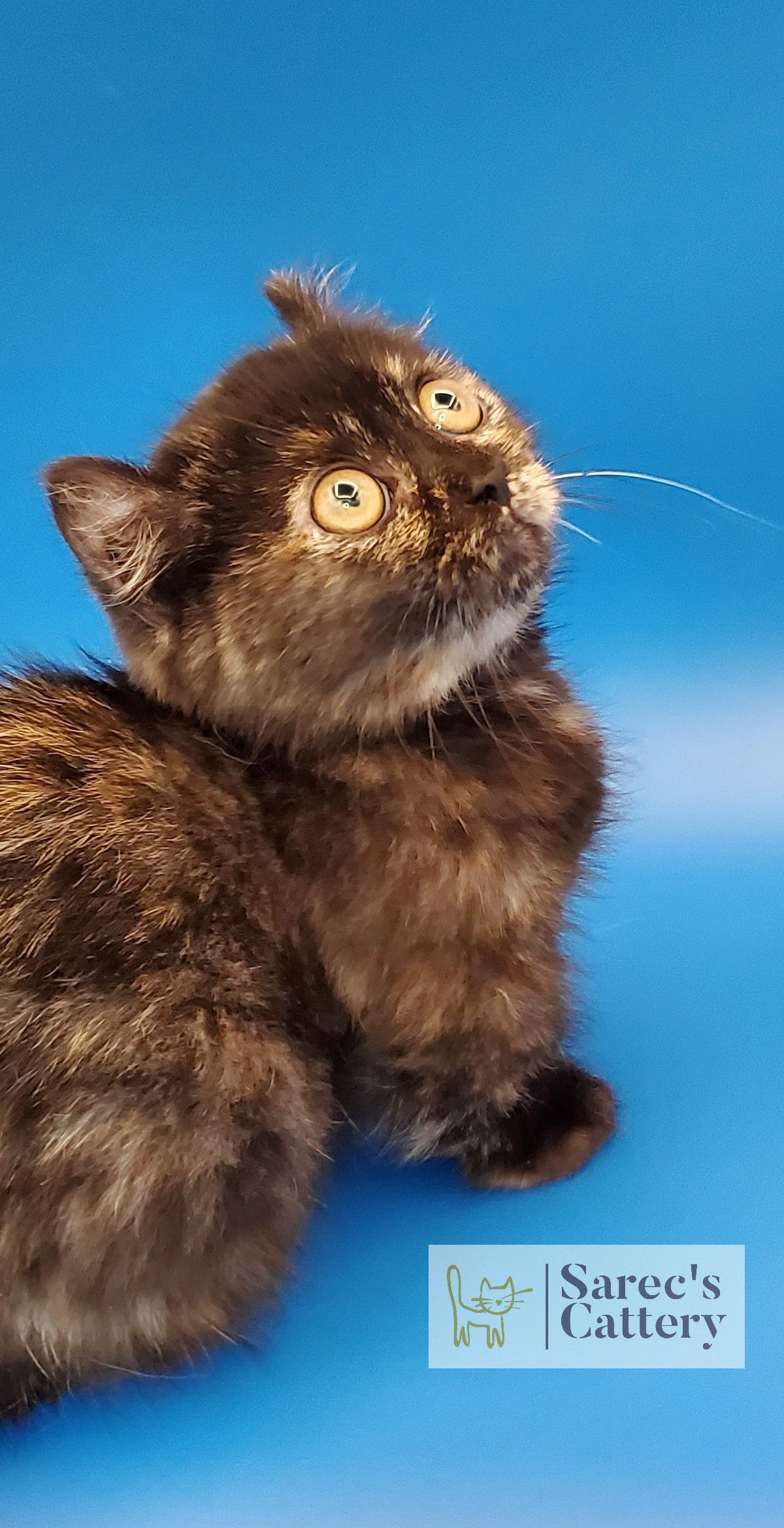 sitting and looking up tortie kinkalow munchkin