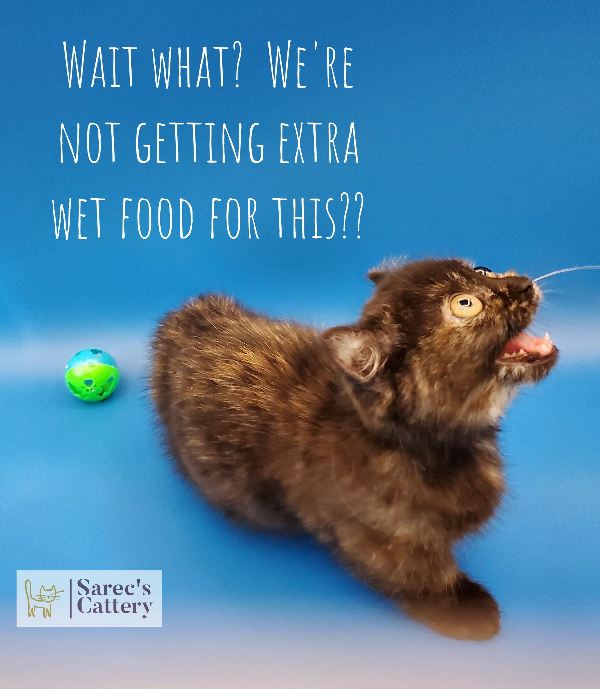 Kinkalow female tortie kitten yelling