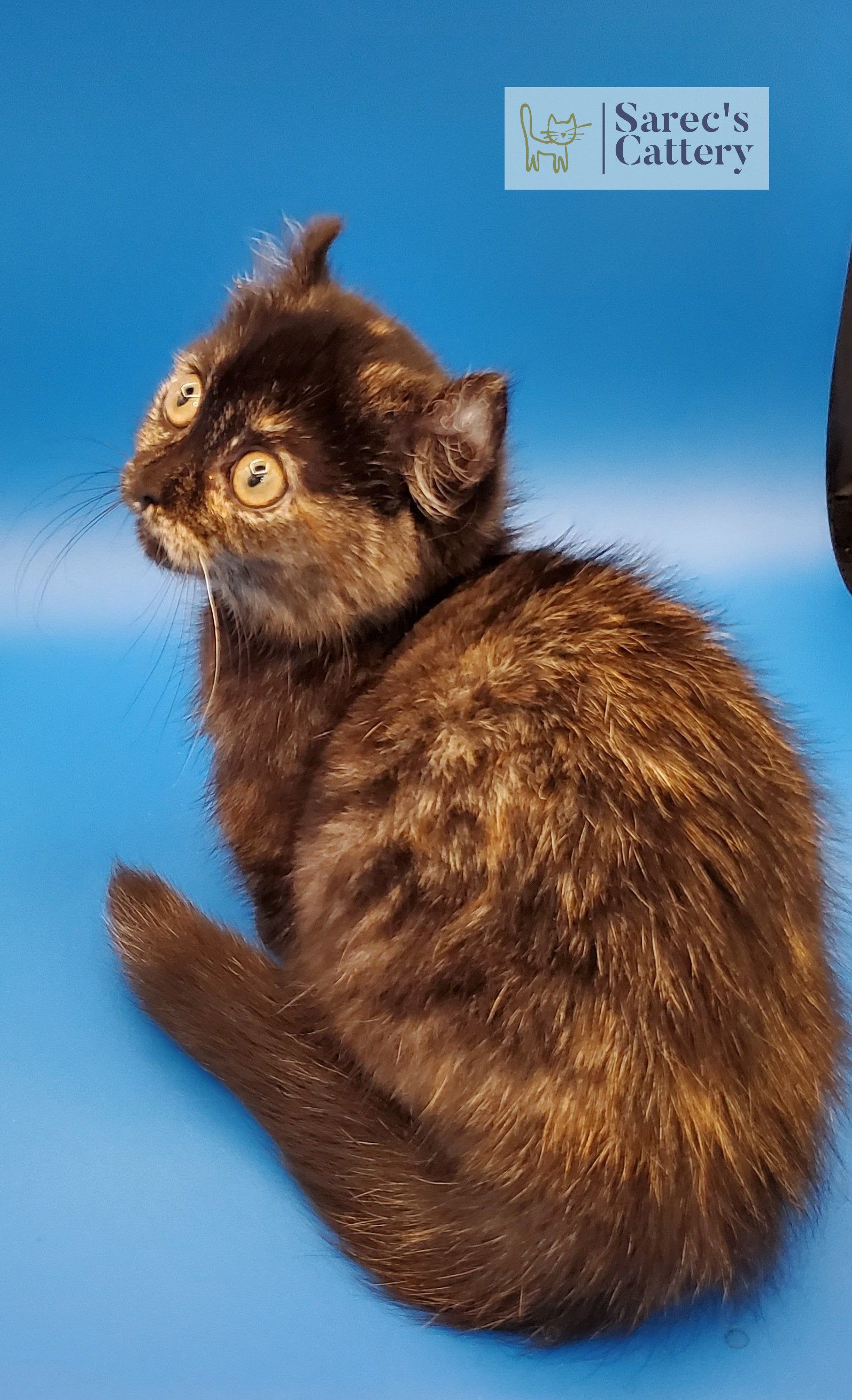 sitting and looking back tortie kinkalow munchkin