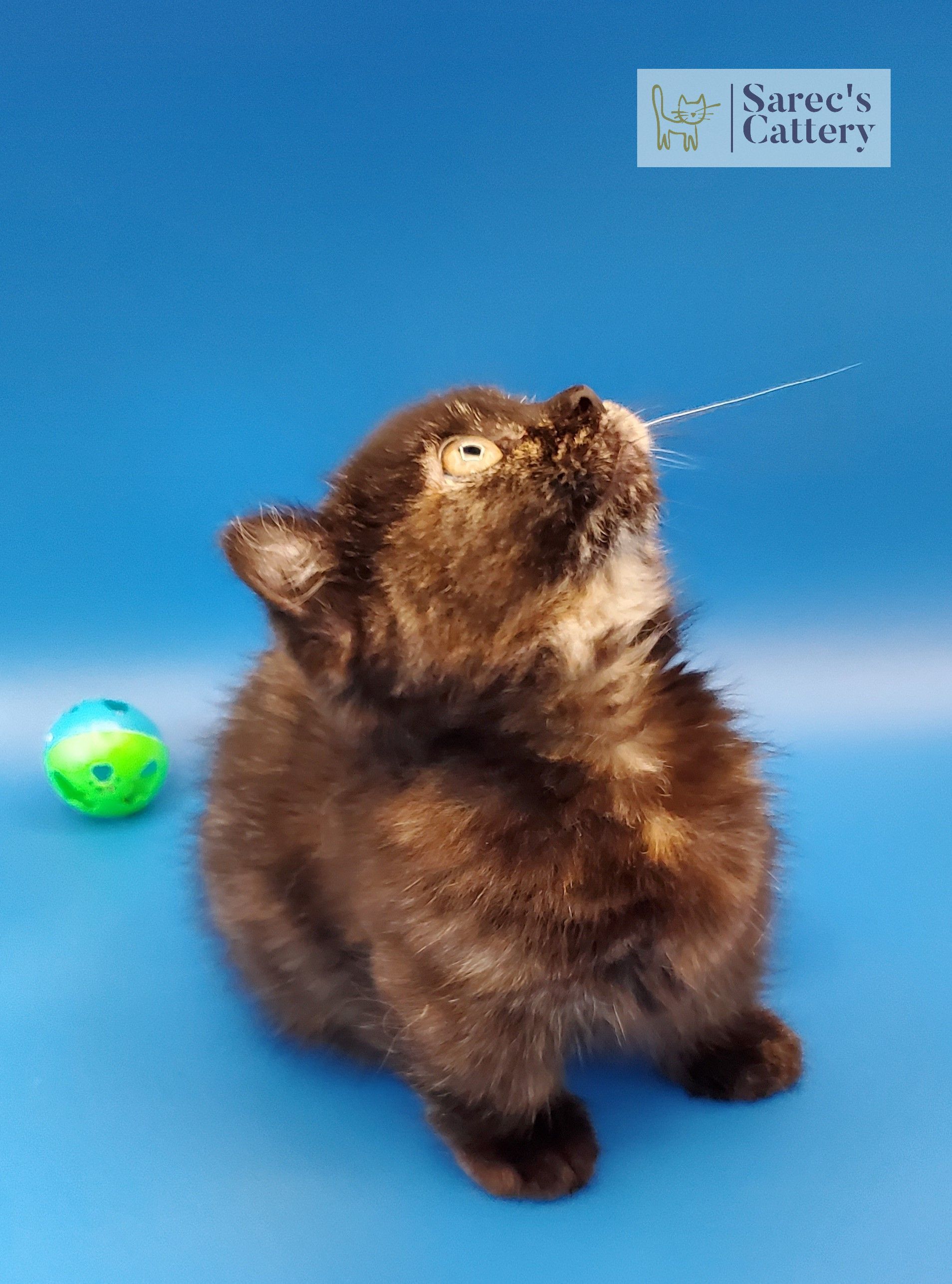 looking up tortie kinkalow munchkin