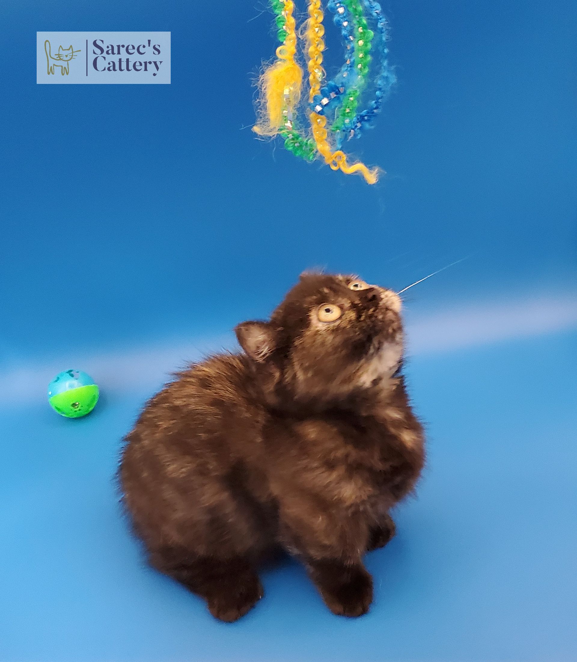 getting ready to pounce tortie kinkalow munchkin