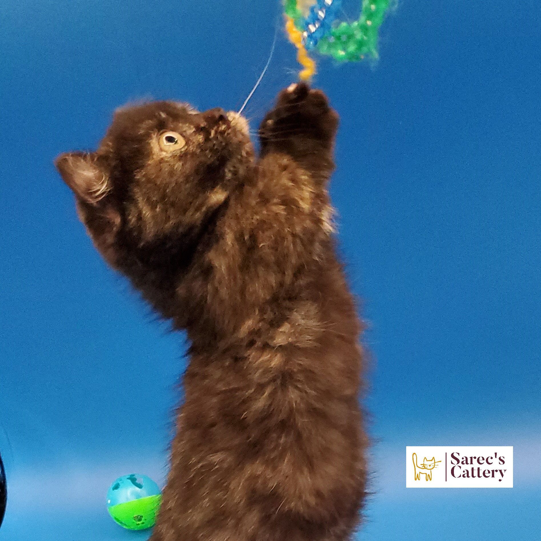 Kinkalow Munchkin tortie female