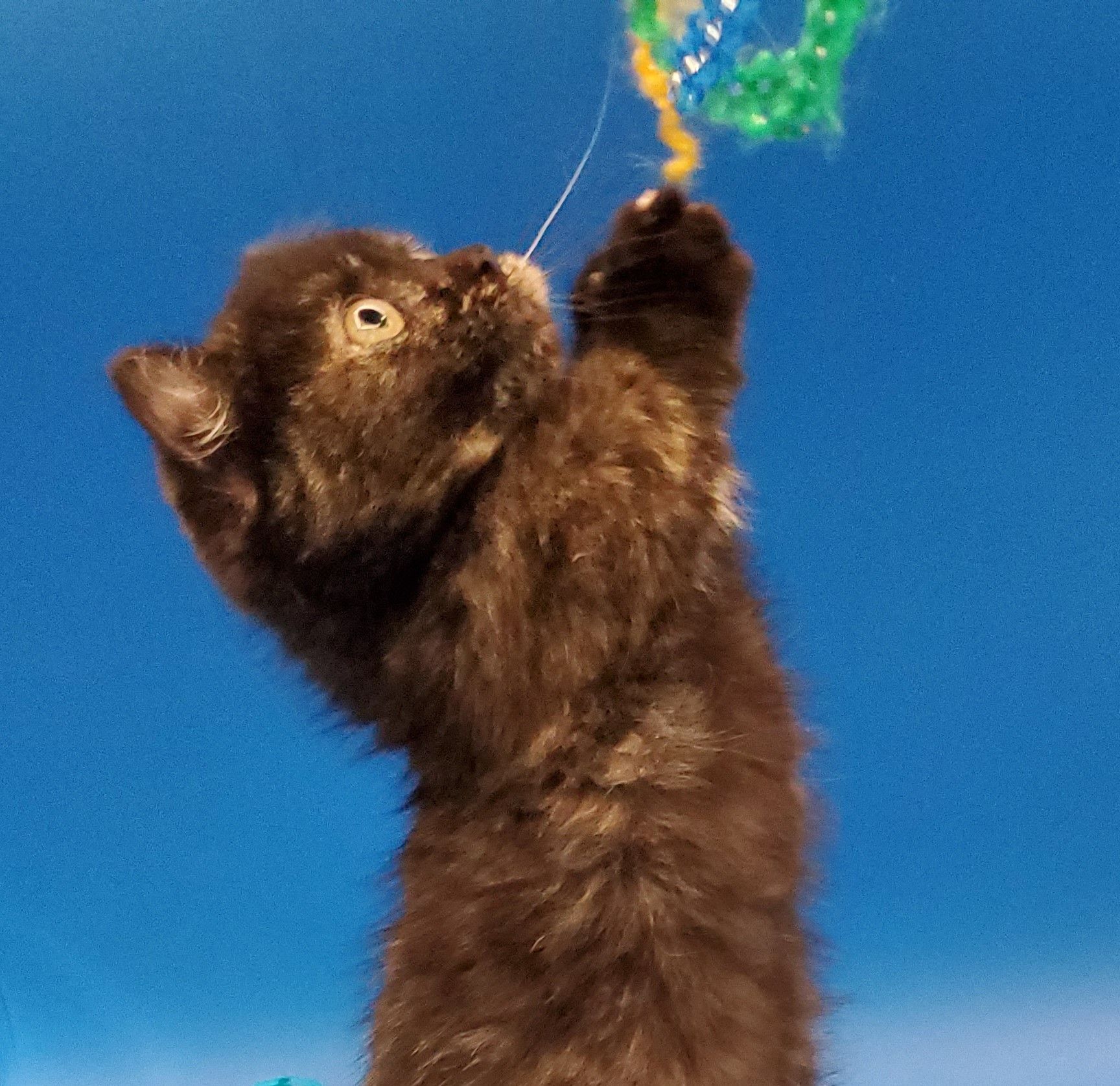 dark kinkalow munchkin female kitten in coffee cup
