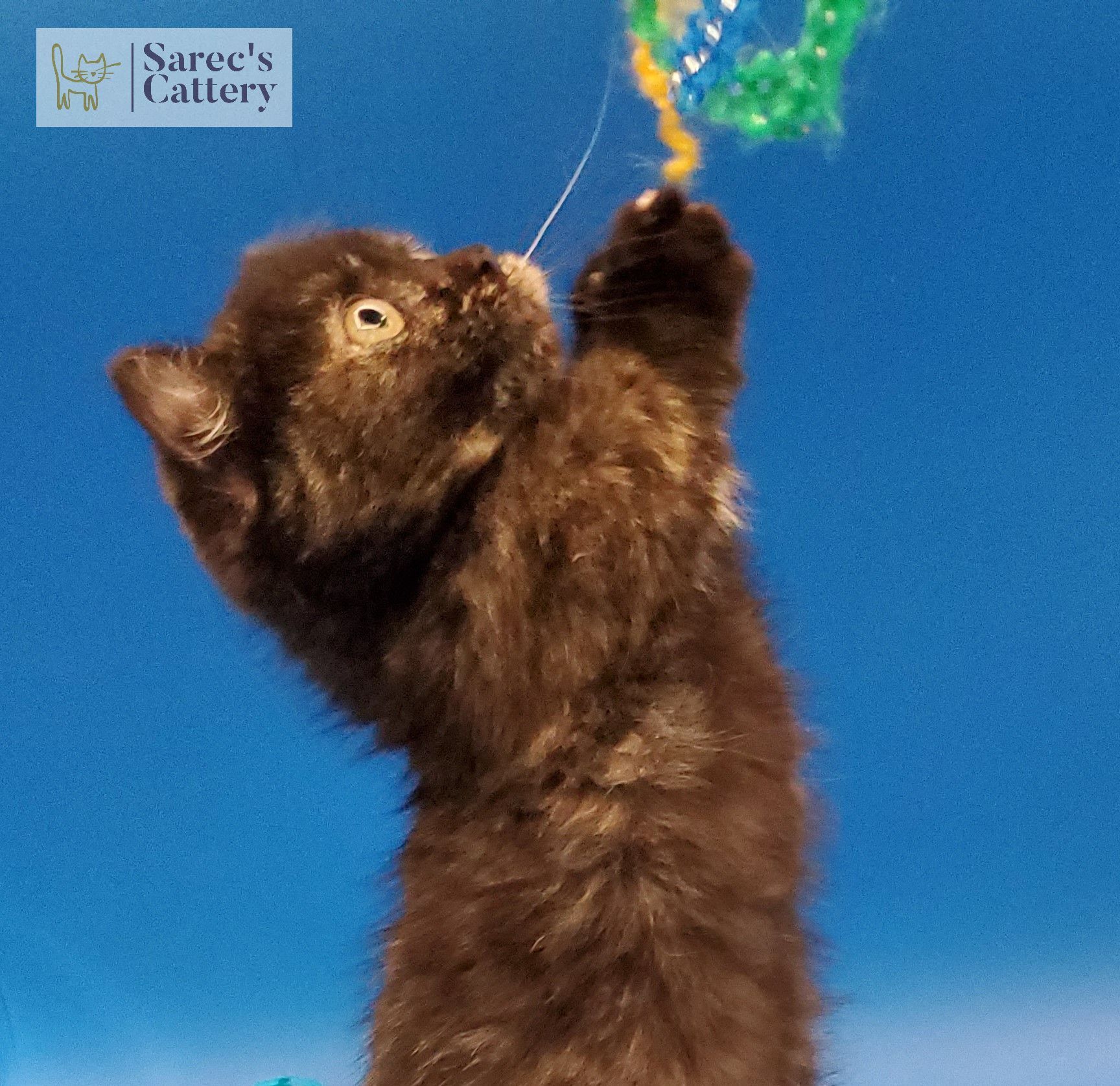 jumping tortie kinkalow munchkin