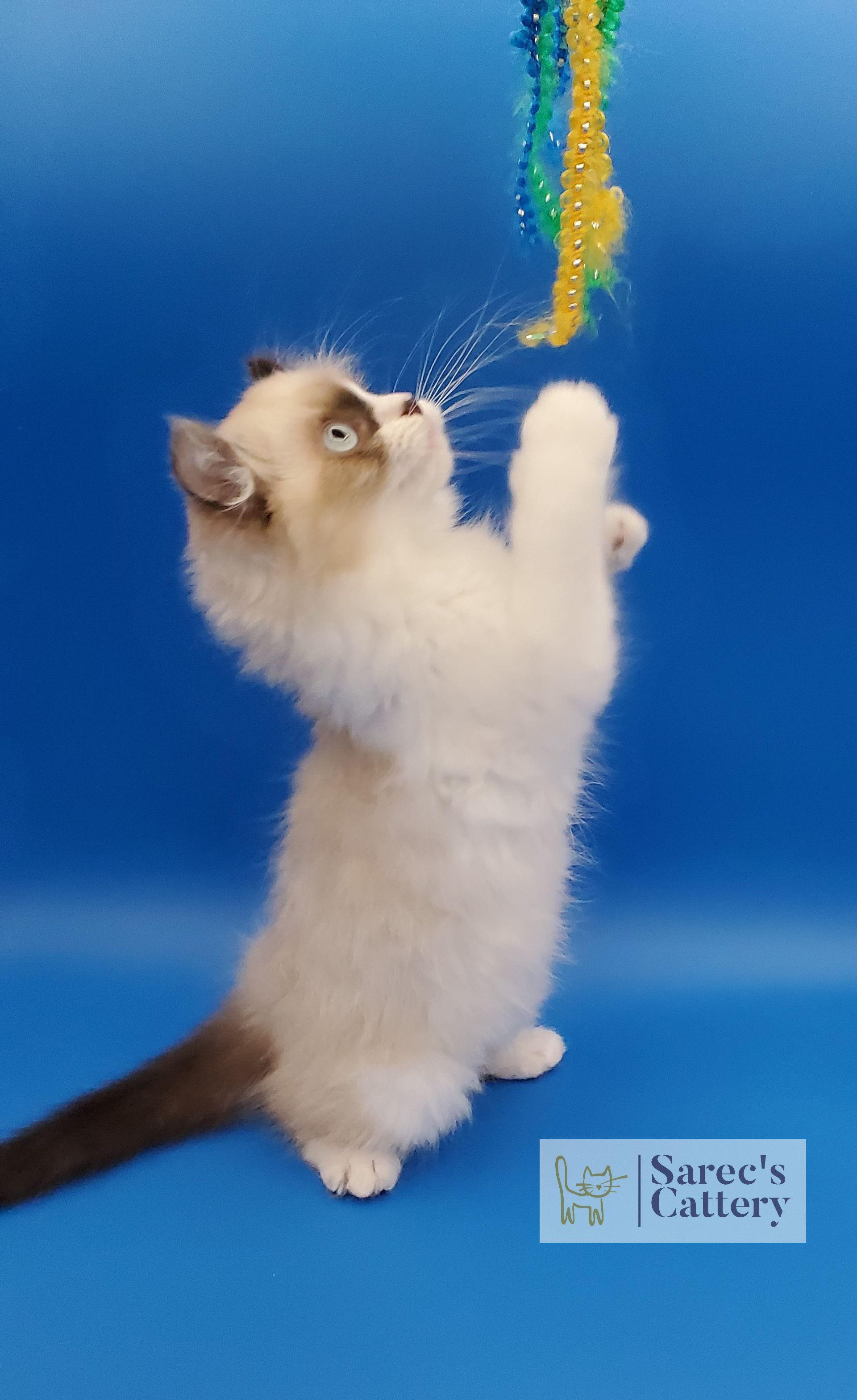 pointed male kinkalow kitten with blue eyes jumping