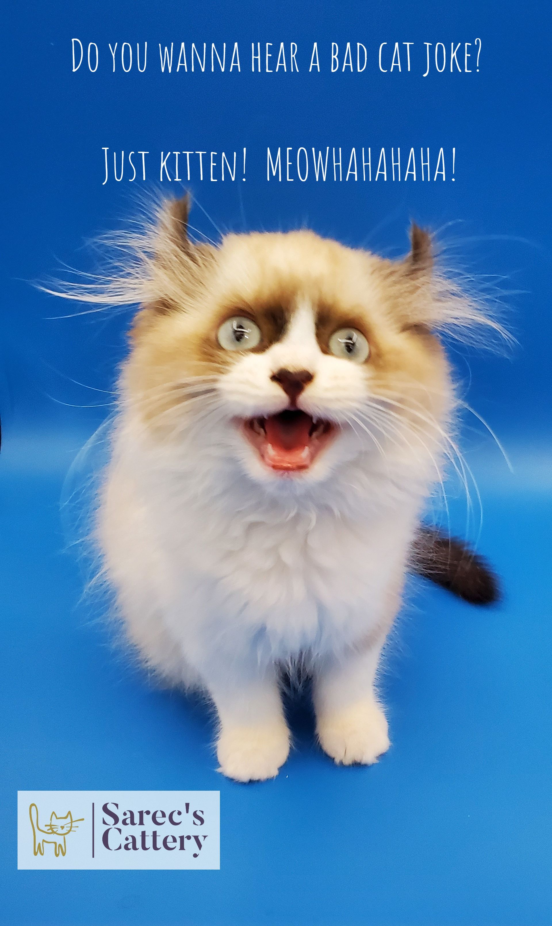 Kinkalow male kitten with goofy smile