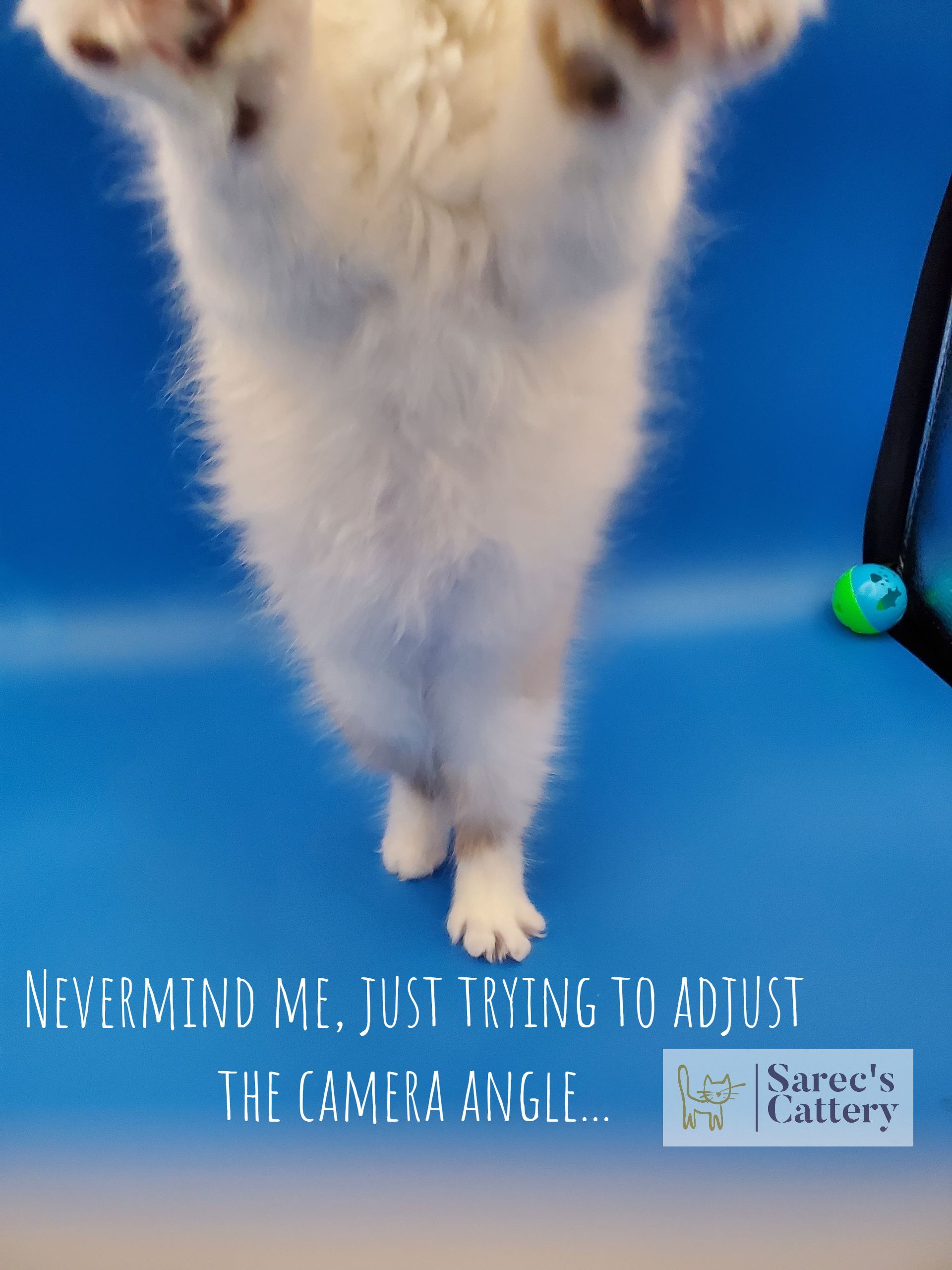 Kinkalow male kitten jumping at the camera