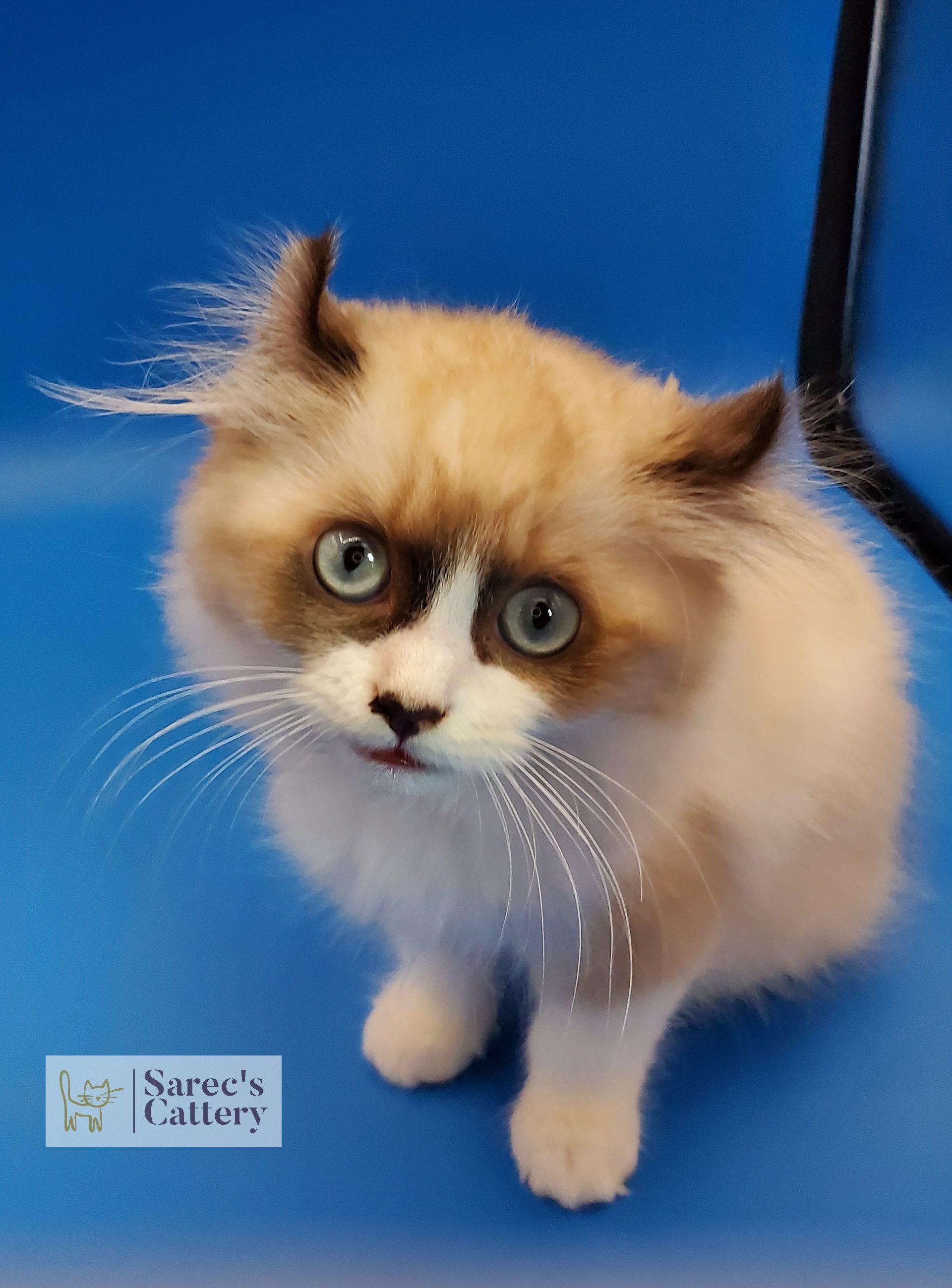 pointed male kinkalow kitten with blue eyes