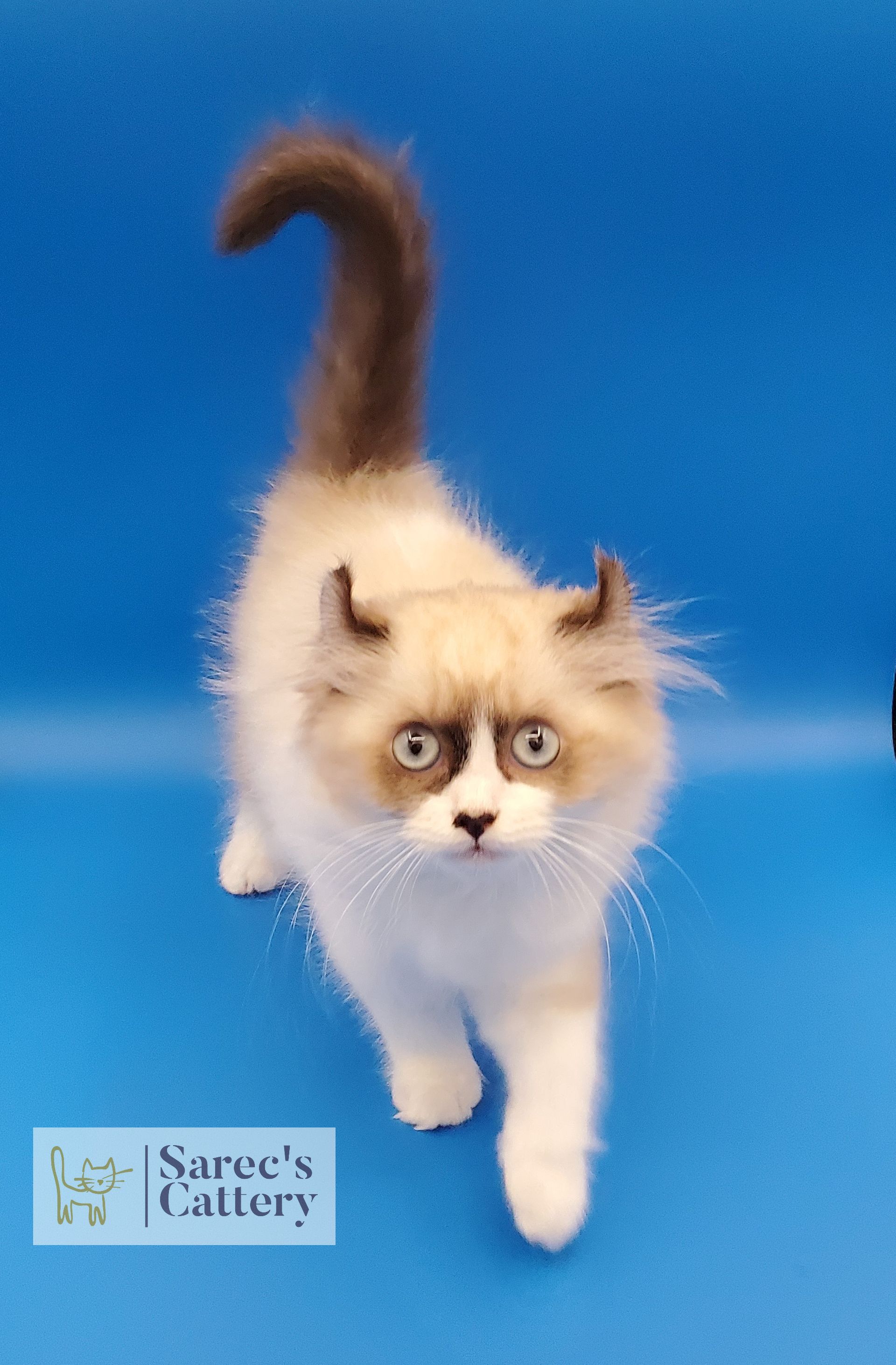 pointed male kinkalow kitten with blue eyes stepping