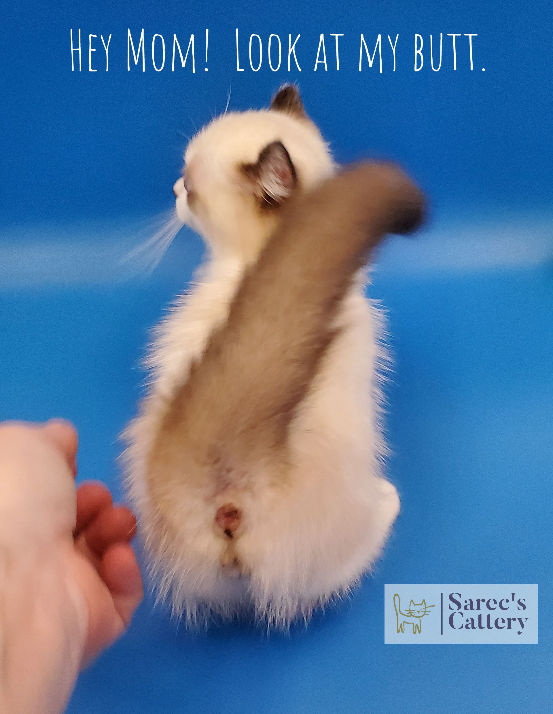 Backside of a kinkalow munchkin cat