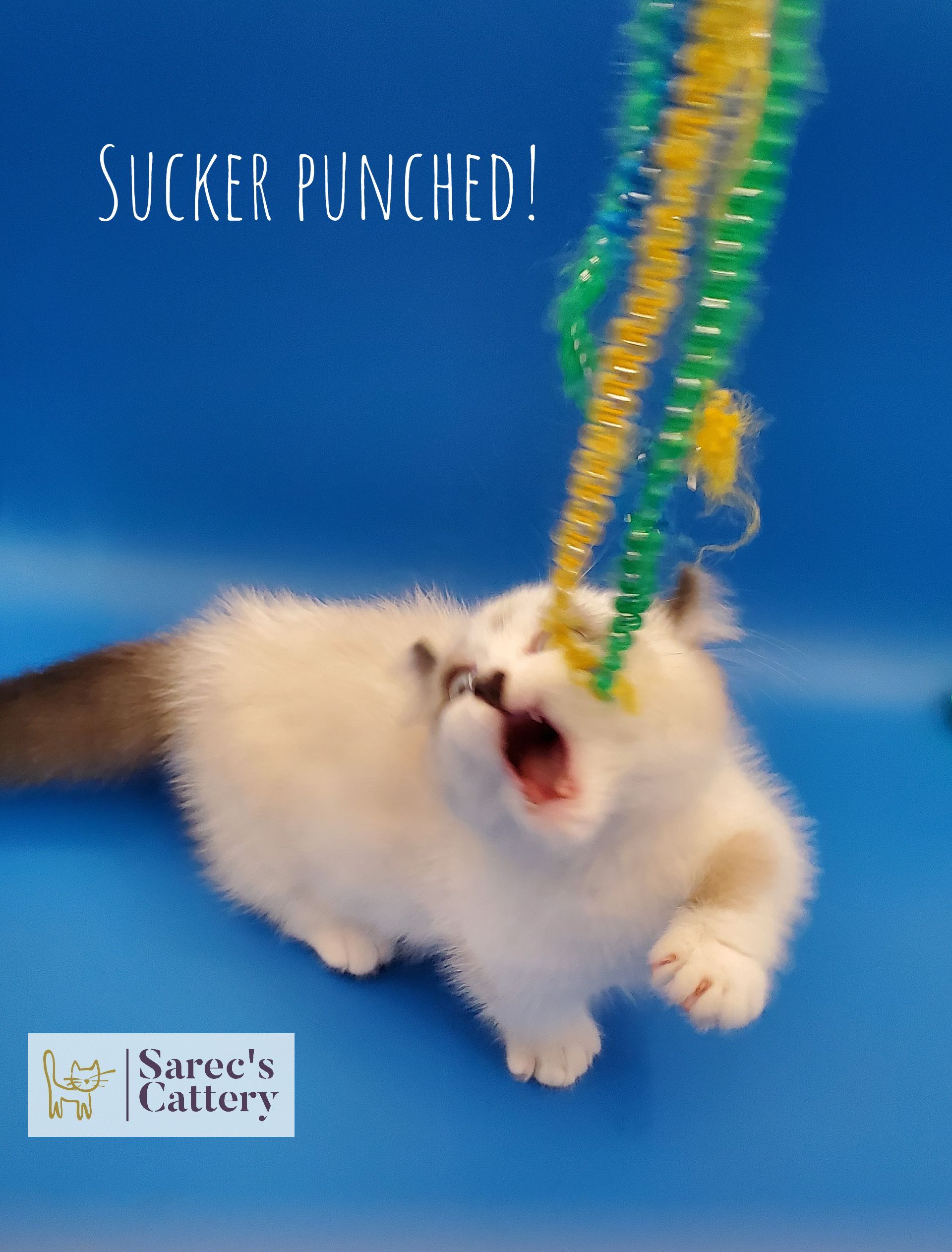 Kinkalow male kitten taking a big bite of a toy