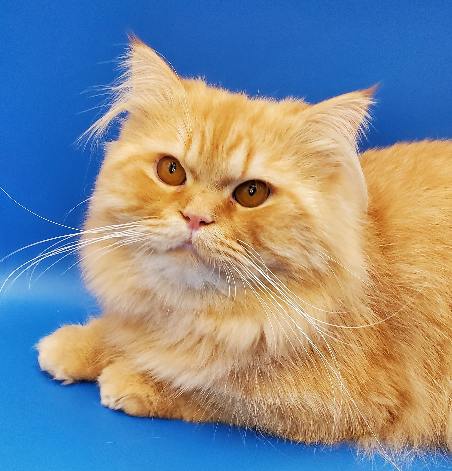 orange Persian doll-face cat sire laying down