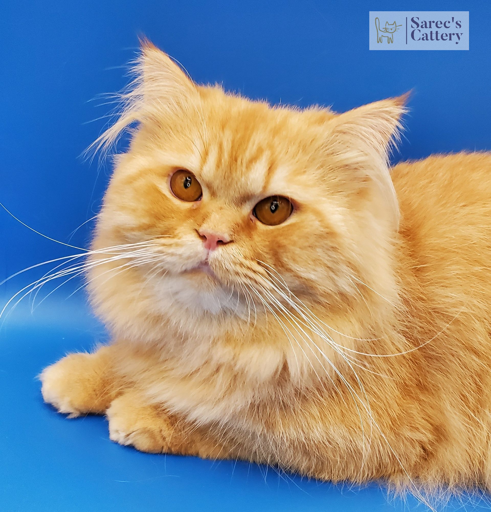 Male red orange Sire Persian Cat laying down