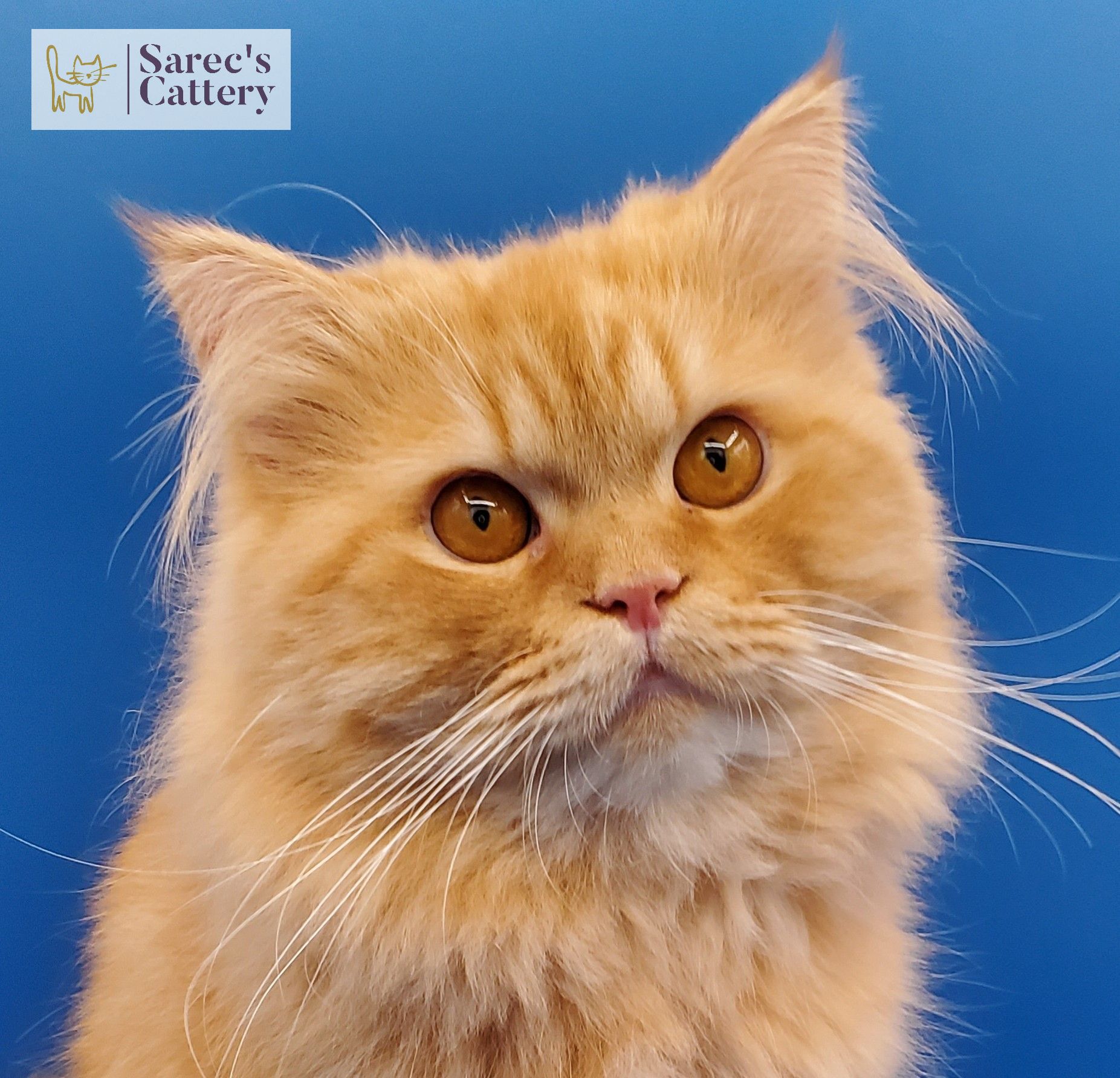 Orange male Persian cat close up of face