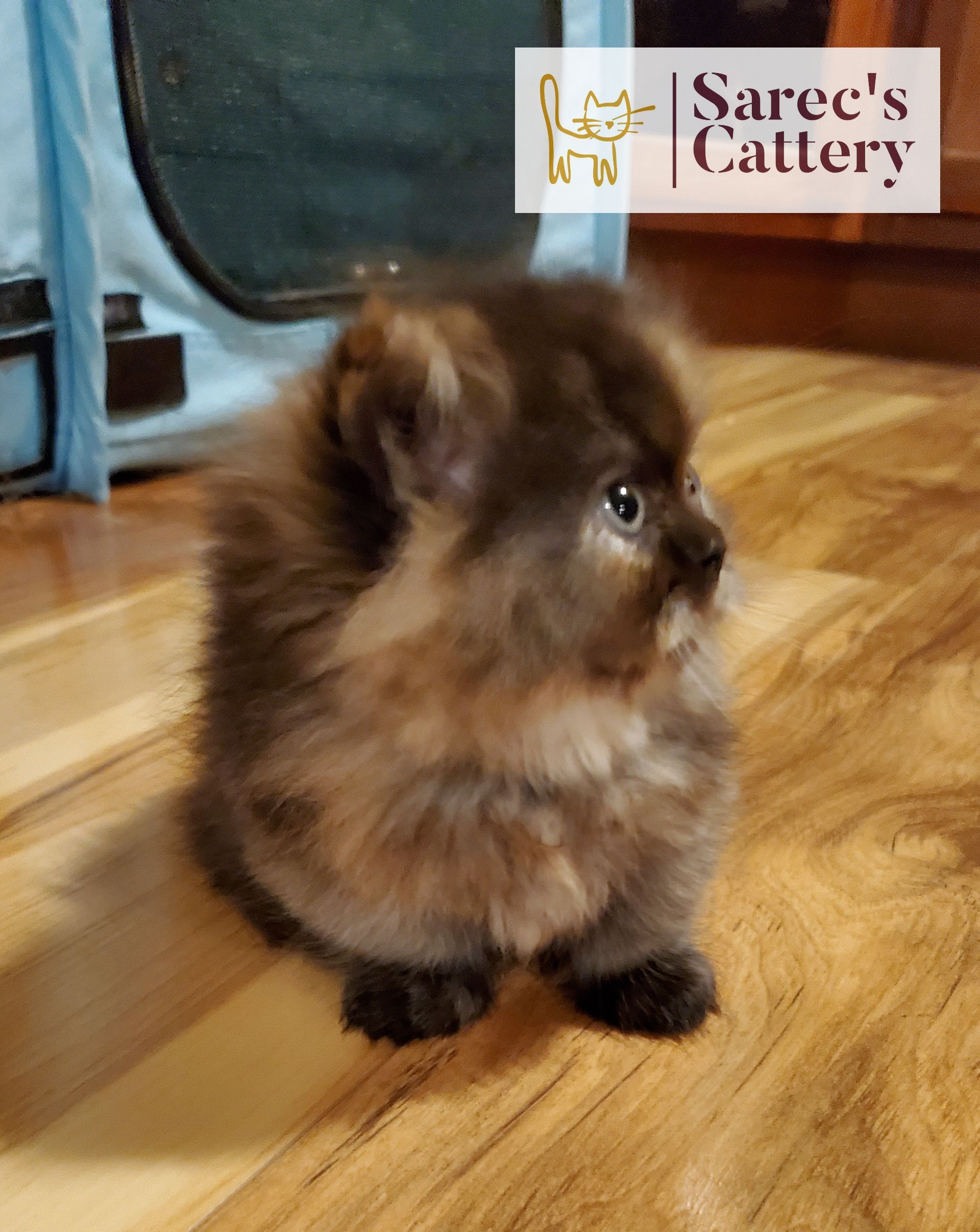 looking up tortie minuet munchkin