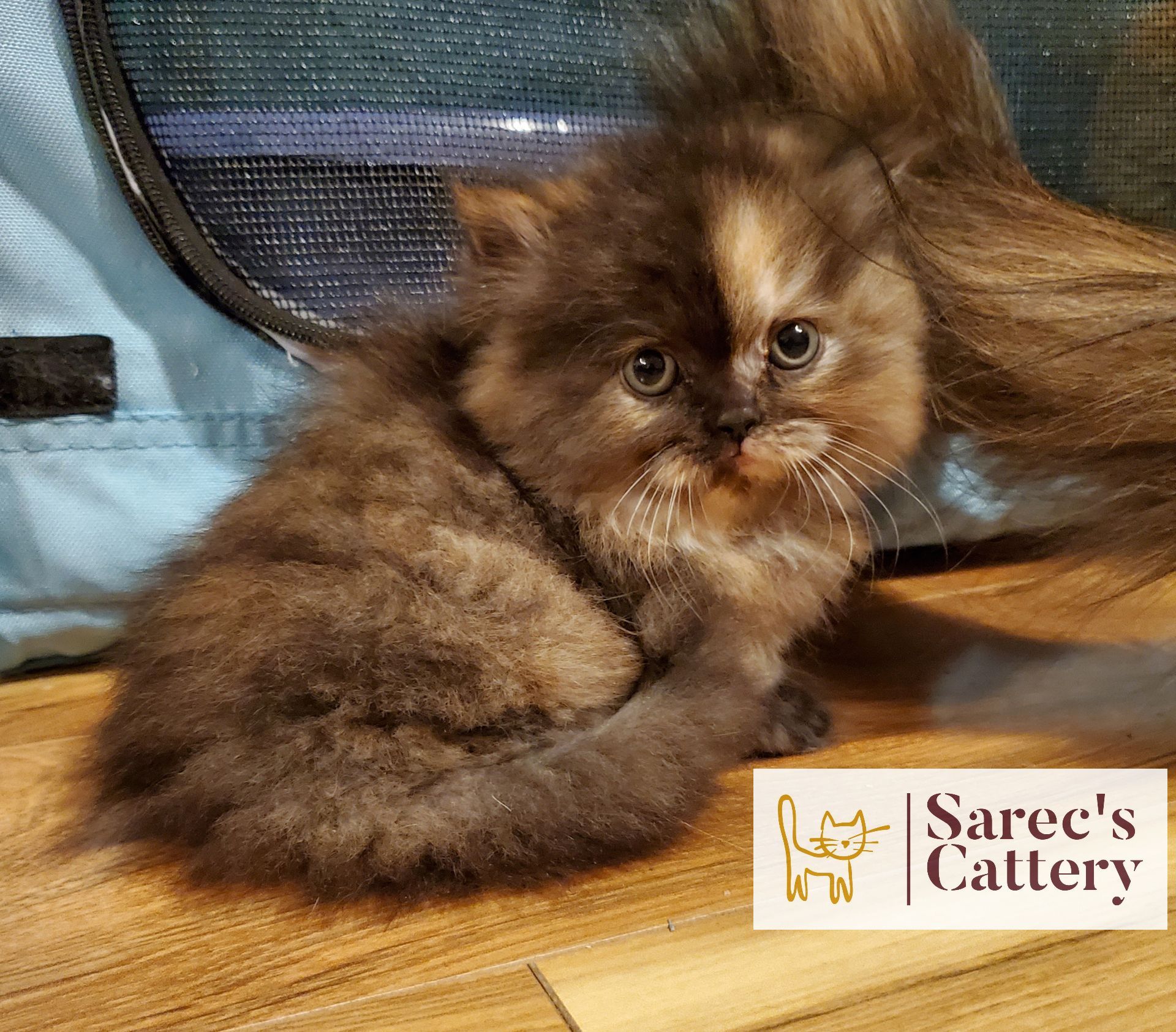 looking straight tortie minuet munchkin