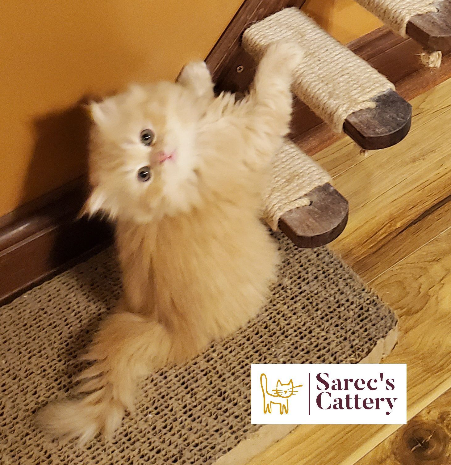 orange Persian male kitten on the stairs