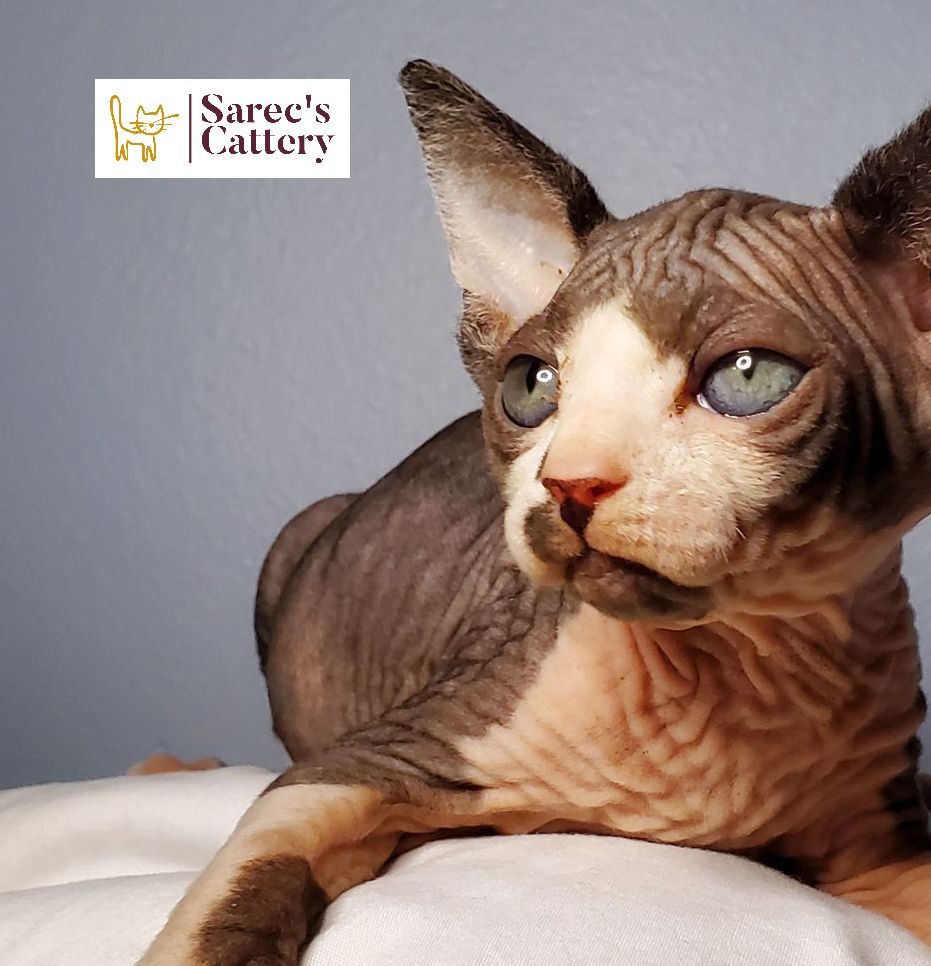 on stairs tortie minuet munchkin