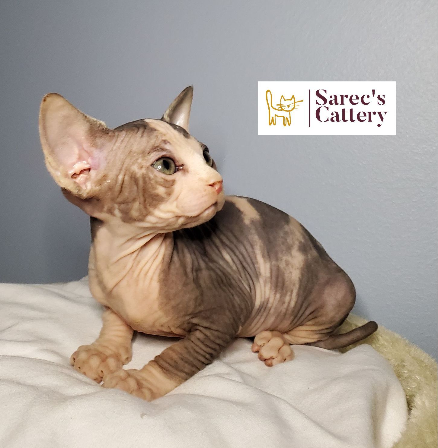 calico female kitten looking right